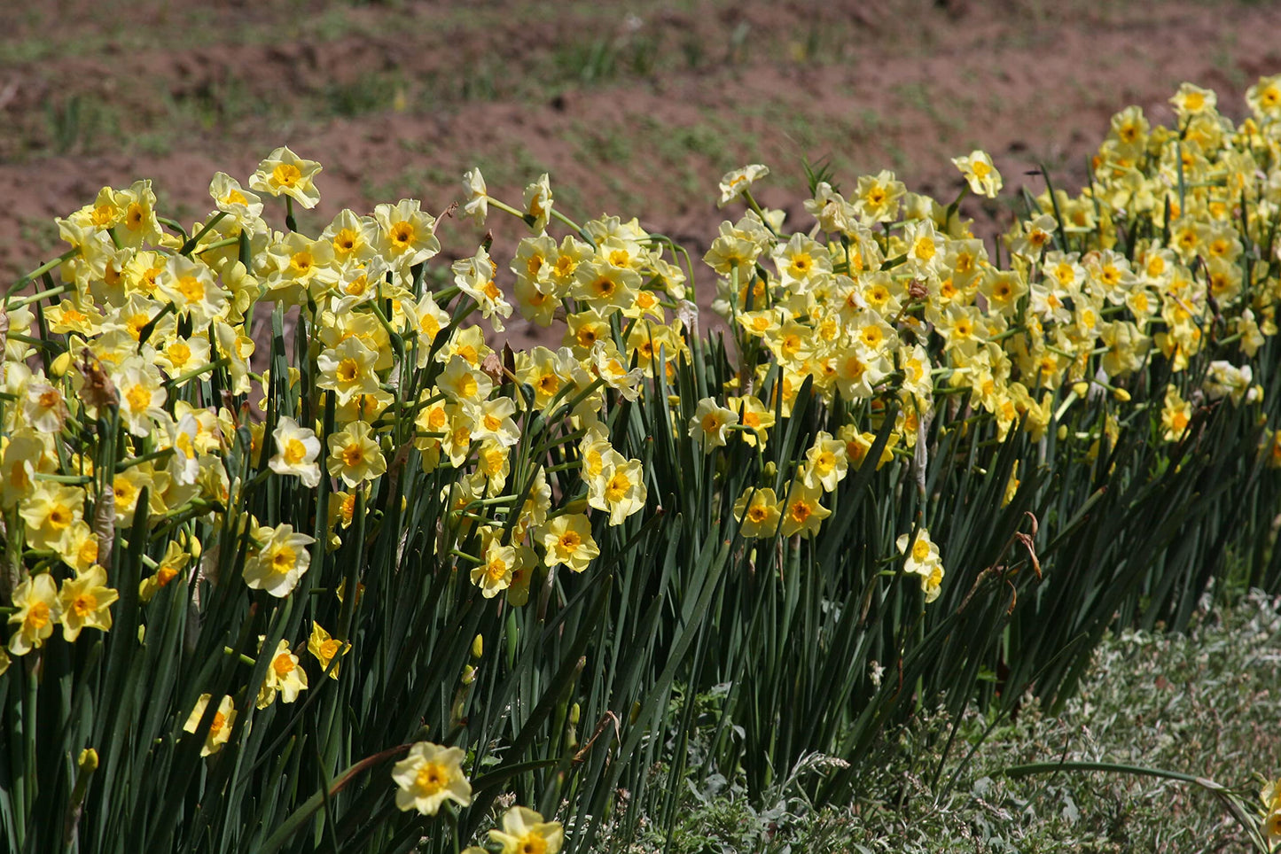 Yellow Daffodils for Your Garden Now (Golden Dawn) - 10 Healthy Bulbs