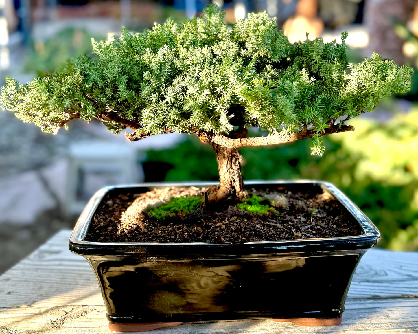 Live Dwarf Juniper Bonsai Tree 15+Years Old | Juniper or Jade Bonsai Tree | Indoor/Outdoor | 100% Handcrafted| Home and Office Décor | Best Gift for Holiday (style4)