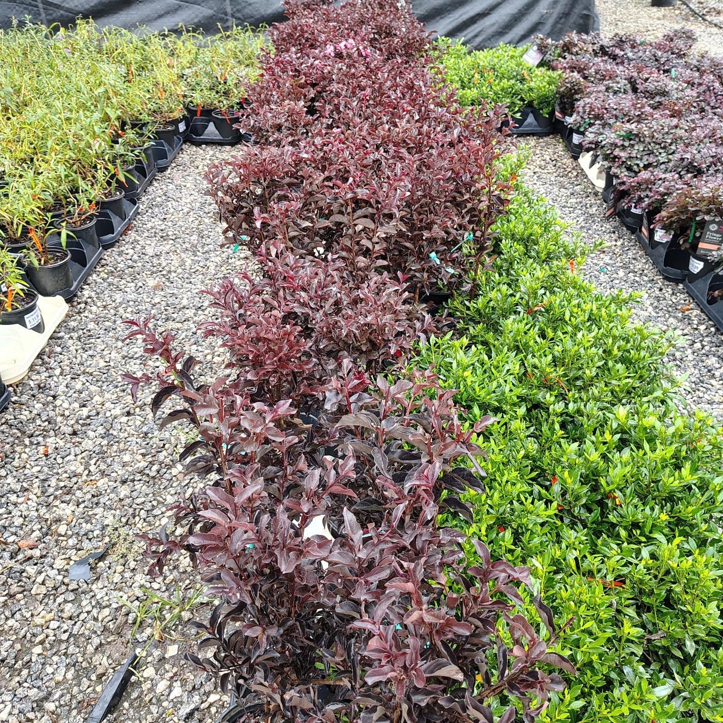 Live Plant - Raspberry Gelato Indulgence® Crape Myrtle - Live Plant - (2.5 Qt)