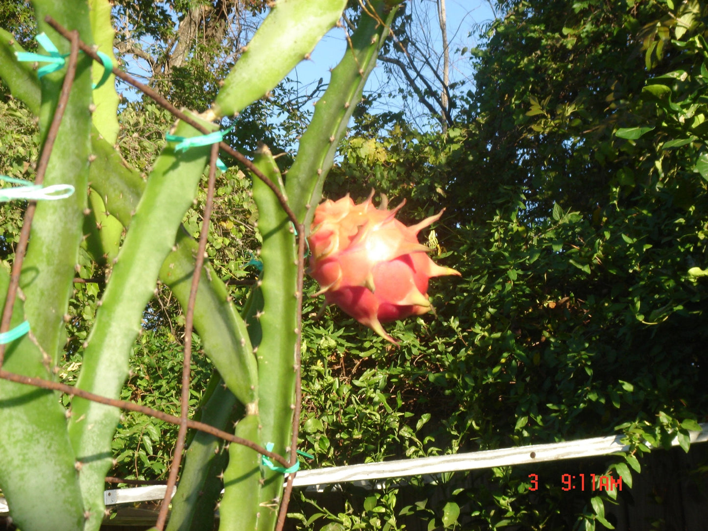 Dragon Fruit" 12 Inch" Cutting
