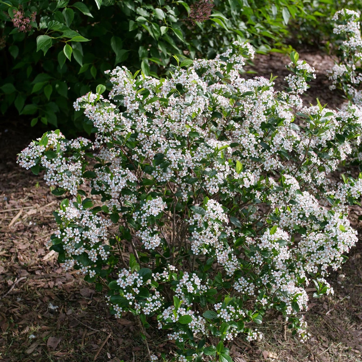 Proven Winners Low Scape Snowfire Aronia (Aronia melanocarpa) Live Plant, 4.5" Qt, 4 Pack