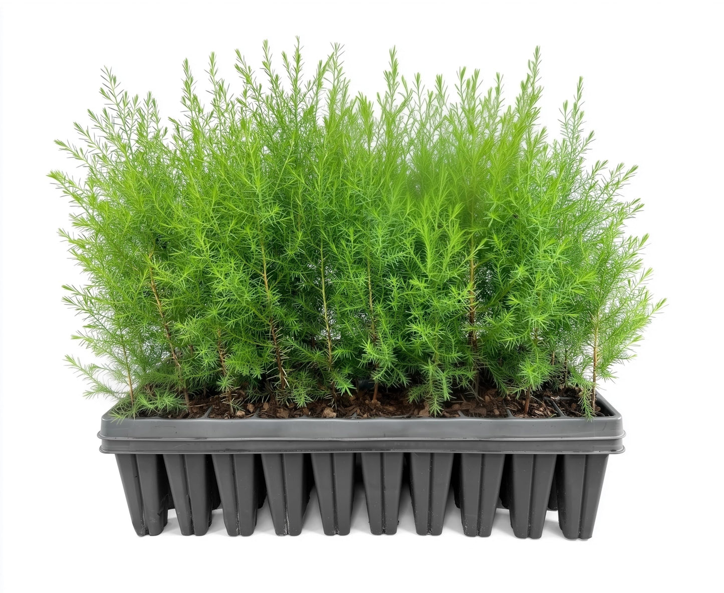 Southern Red Cedar Tree | 20 Live Plants | Juniperus virginiana Silicicola | Fast Growing Evergreen Hardy Trees