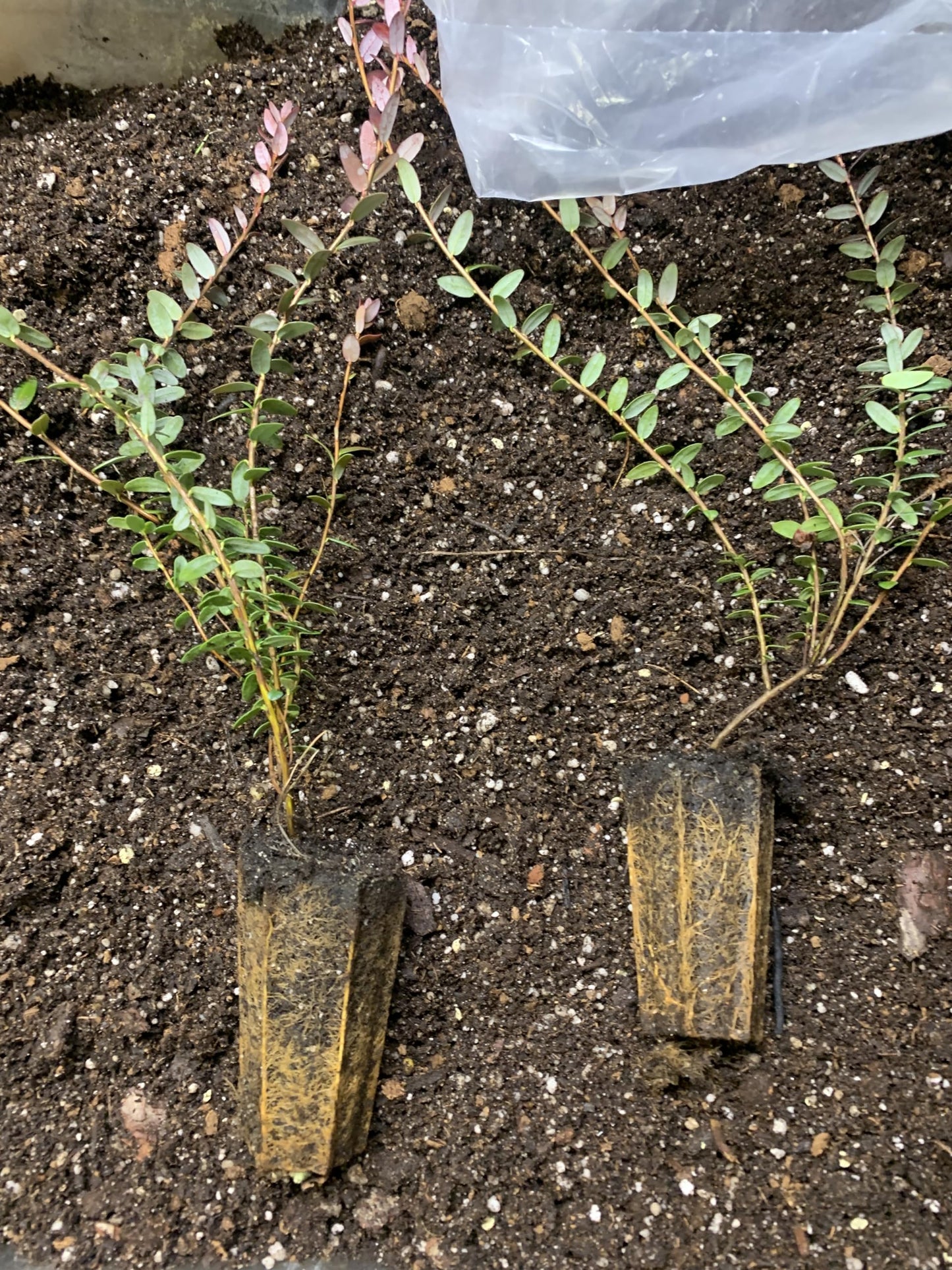 1 Plant Pilgrim Cranberry (Vaccinium Macrocarpon) 1 Year Old
