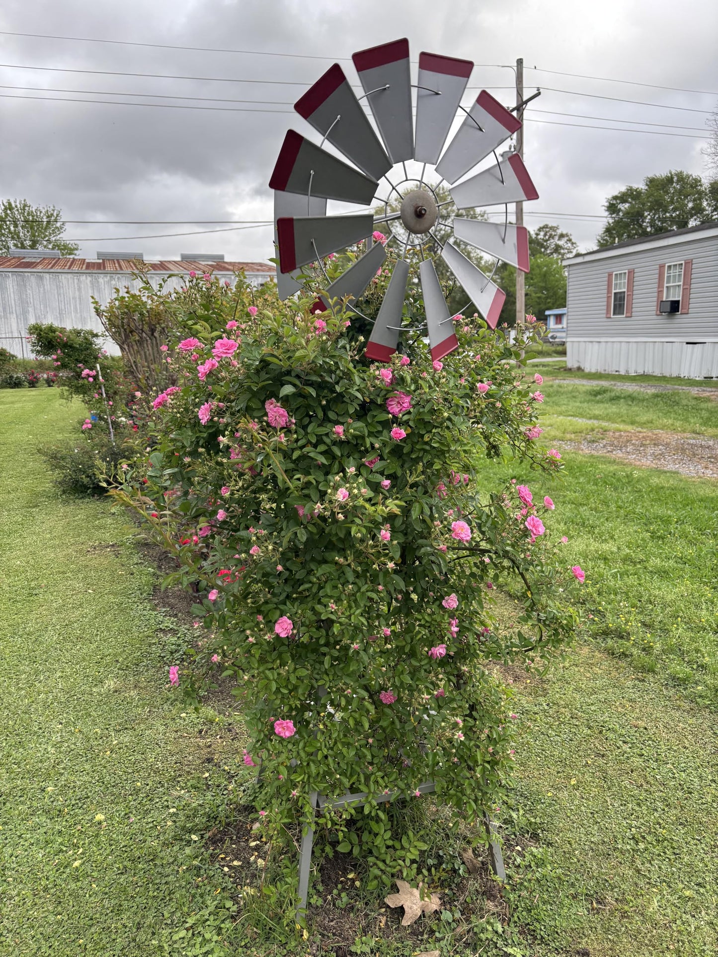 Peggy Martin Rose 3ft (1 Gallon Pot)