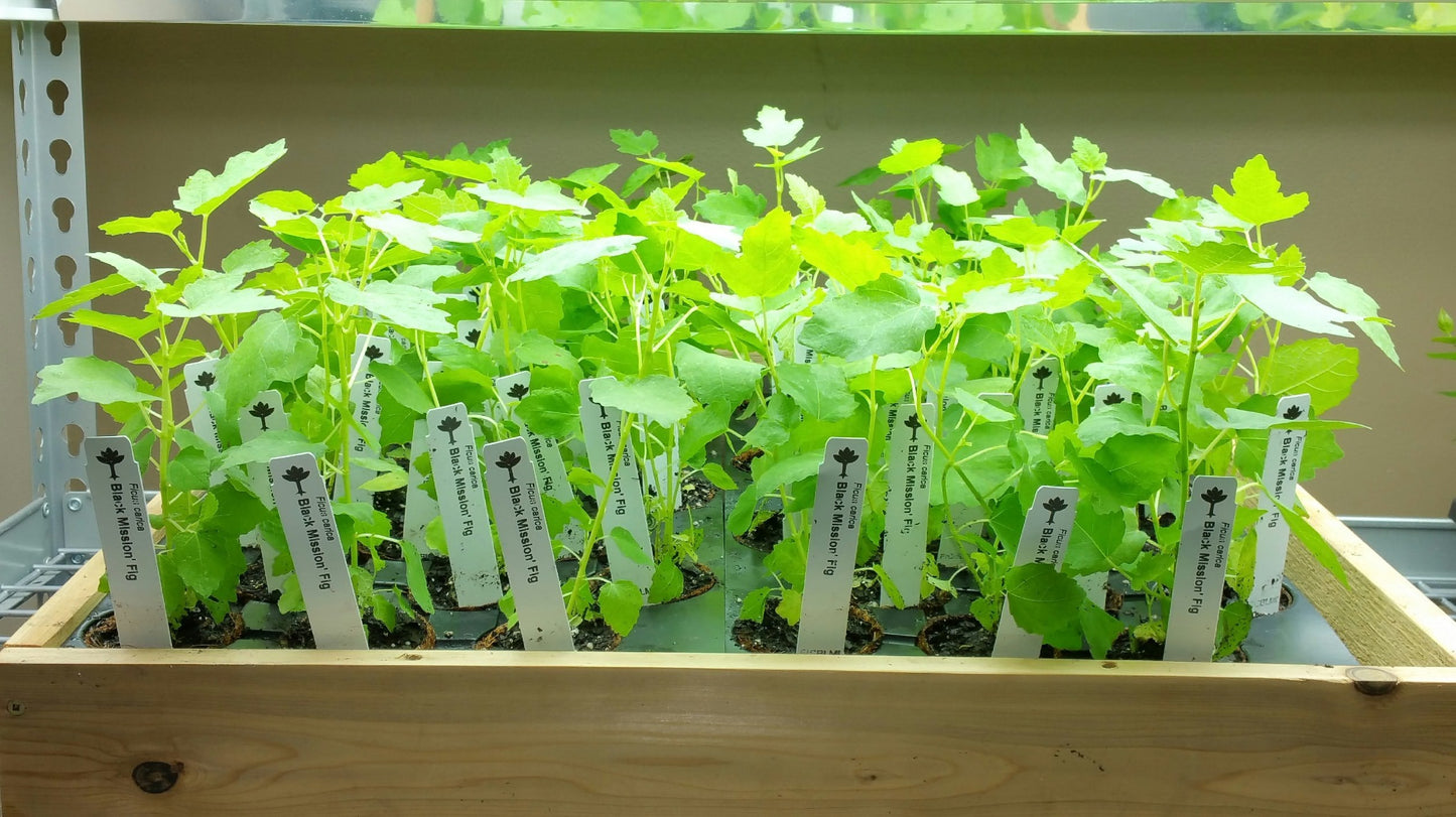 Fig Trees Black Mission Includes Four (4) Live Plants