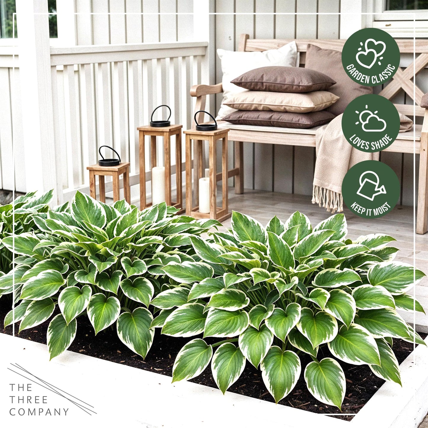Live Perennial Hosta - Bedazzled (3 Plants Per Pack) Beautiful Accent Plant, 10" Tall by 4" Wide in 1 Qt Pot