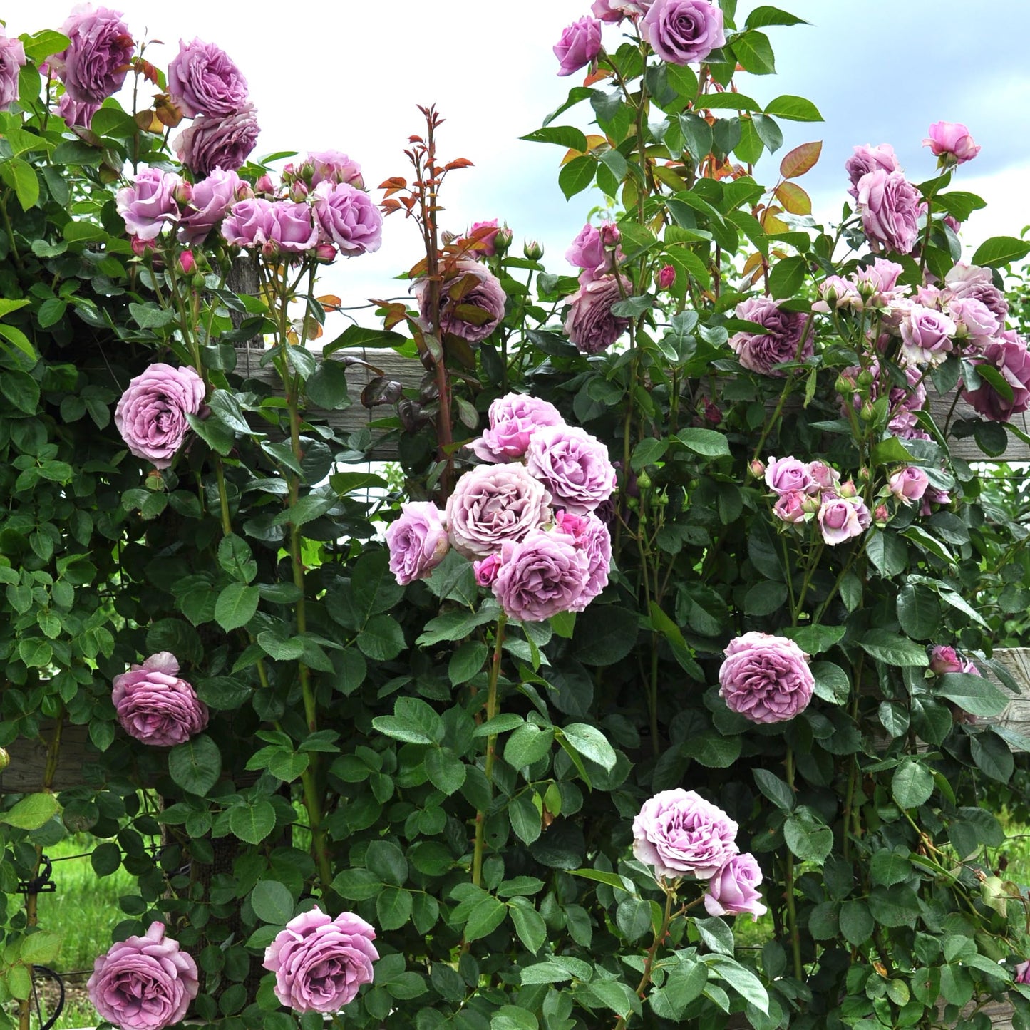 Arborose Quicksilver Climbing Rose Bush - Fragrant Purple Lavender Flowers, Own Root Live Plant, 1.5 Gallon Potted, Hardy Zones 5-9, Repeat Blooming, Stargazer Perennials