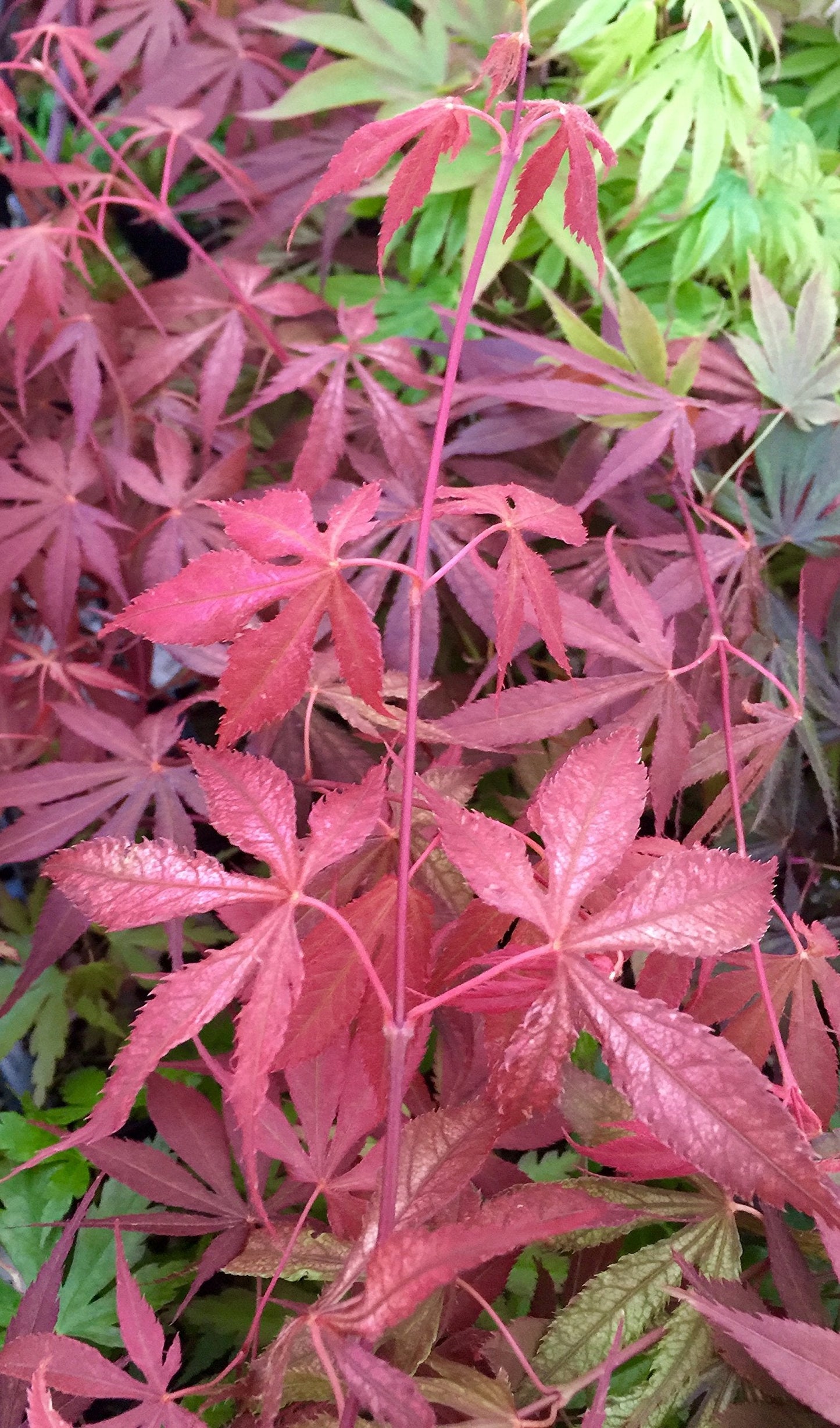Wills Devine Japanese Maple 2 - Year Tree