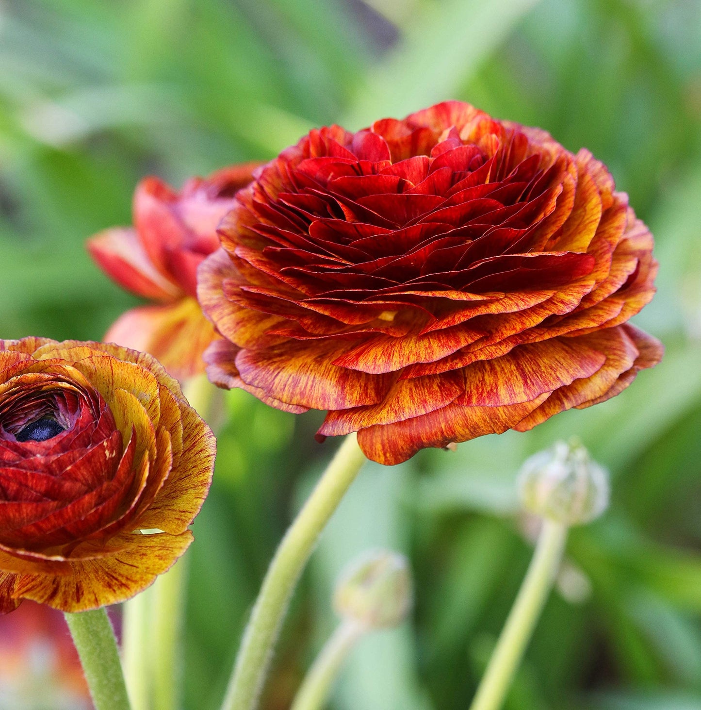 Easy to Grow Ranunculus Tecolote Cafe 10 Flower Bulbs - Spring Bronze Red & Yellow Blooms in Sun, Carlsbad Flower Fields, Great for Cutting