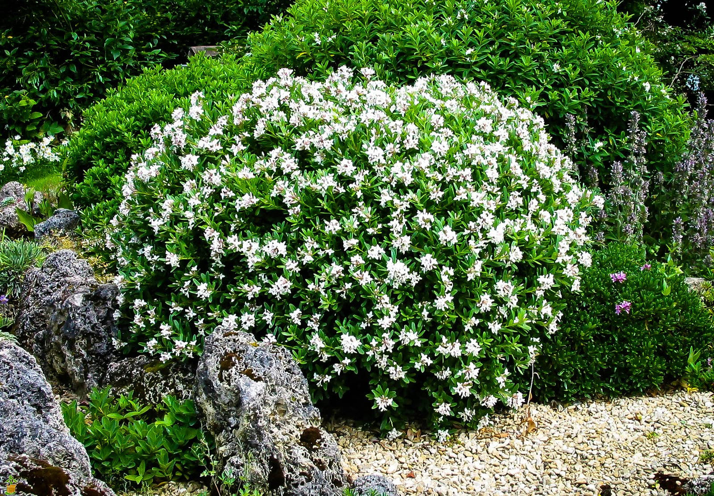 Gardenia August Beauty | 20 Live Plants | Gardenia Jasminoides | Beautiful Fragrant White Blooming Shrub