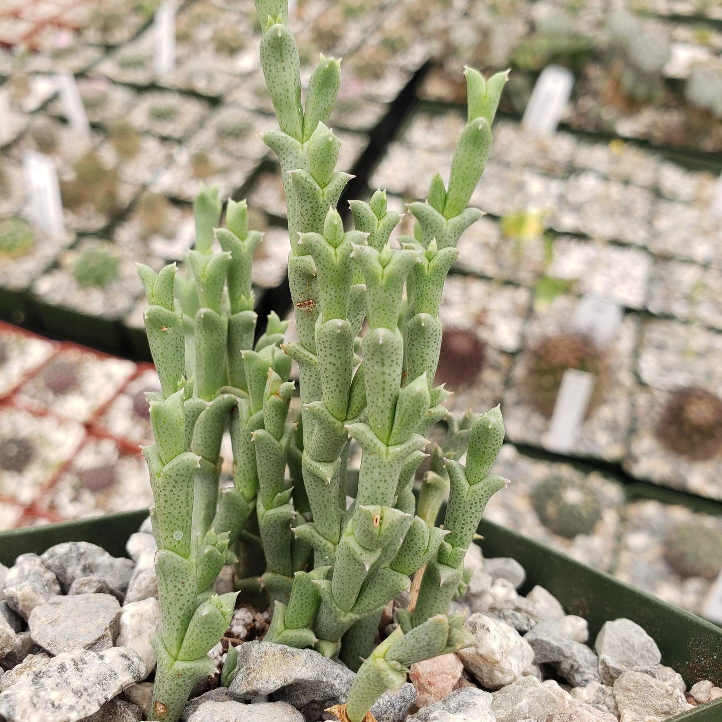 Ruschia perfoliata Cacti Cactus Succulent Real Live Plant