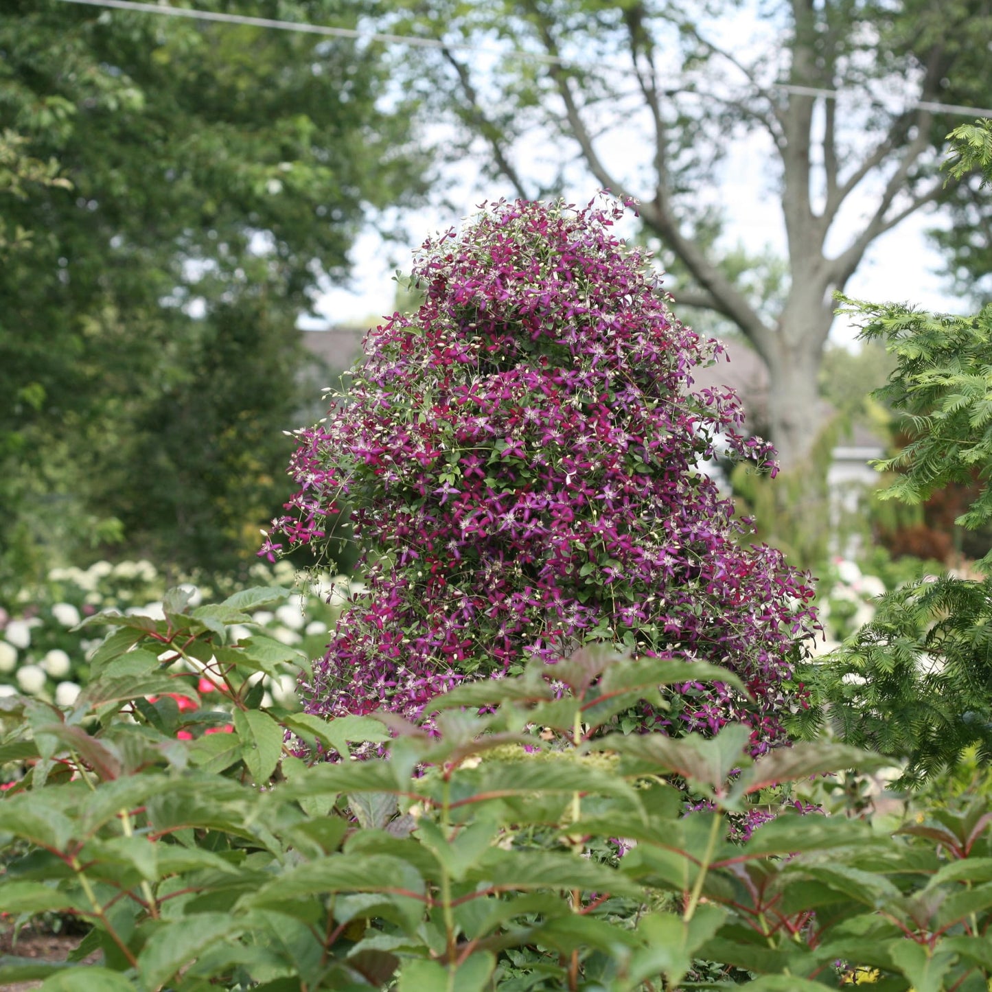 Proven Winners 'Sweet Summer Love' Clematis Live Plant, 4.5" Qt, 4 Pack