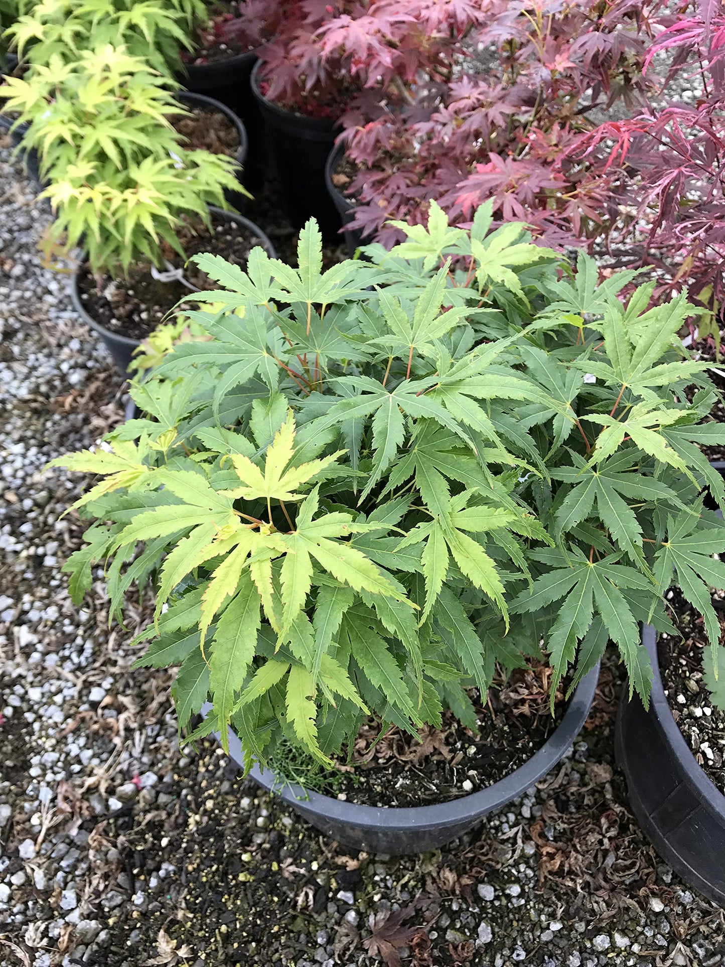 Tatoo Dwarf Japanese Maple 2 - Year Live Plant