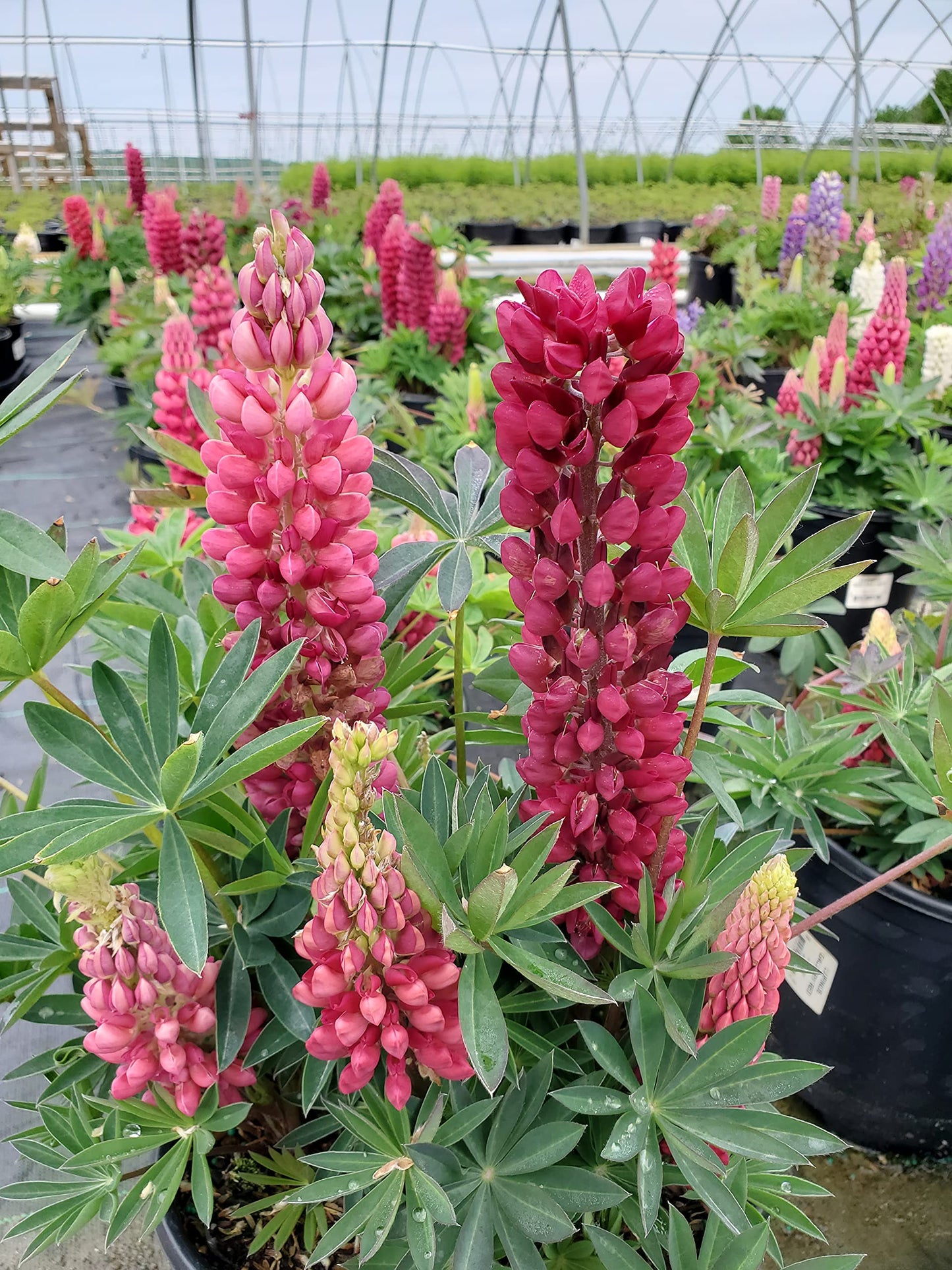 Lupinus 'Gallery Red' (Lupine) Perennial, red flowers, 1 - Size Container