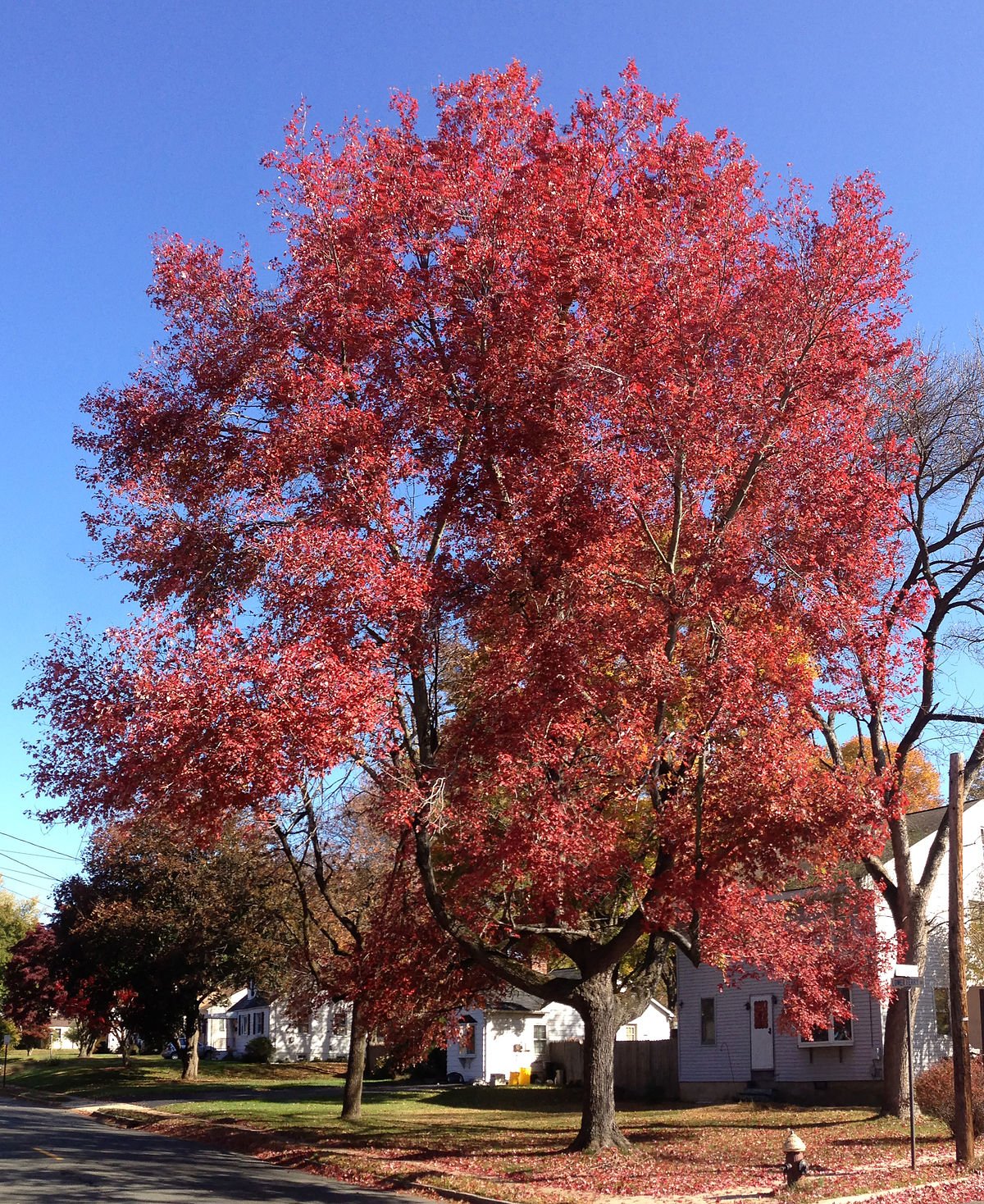 American Red Maple Shade Tree - Live Plant Shipped 3 Feet Tall by DAS Farms
