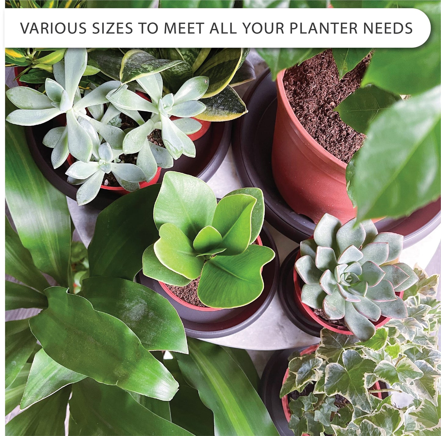 LOOPSEED Plant Saucer 6 Pack Drip Trays Planter Pot Base Heavy Duty Plastic Drainage Tray for Indoor Houseplants Outdoor Garden 5 inch 8 inch 11 inch 3 Sizes 2 Each Round (Brownish Black)