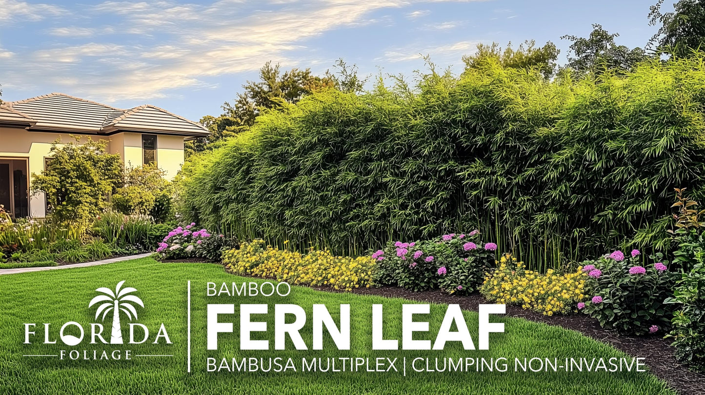 Fernleaf Bamboo | 3 Extra Large Trade 3 Gallon Plants | Bambusa multiplex | Clumping Bamboo Privacy Screens | Fast Growing Ornamental Hedge Gardens Walkways Borders Landscapes Foundation Accent Use