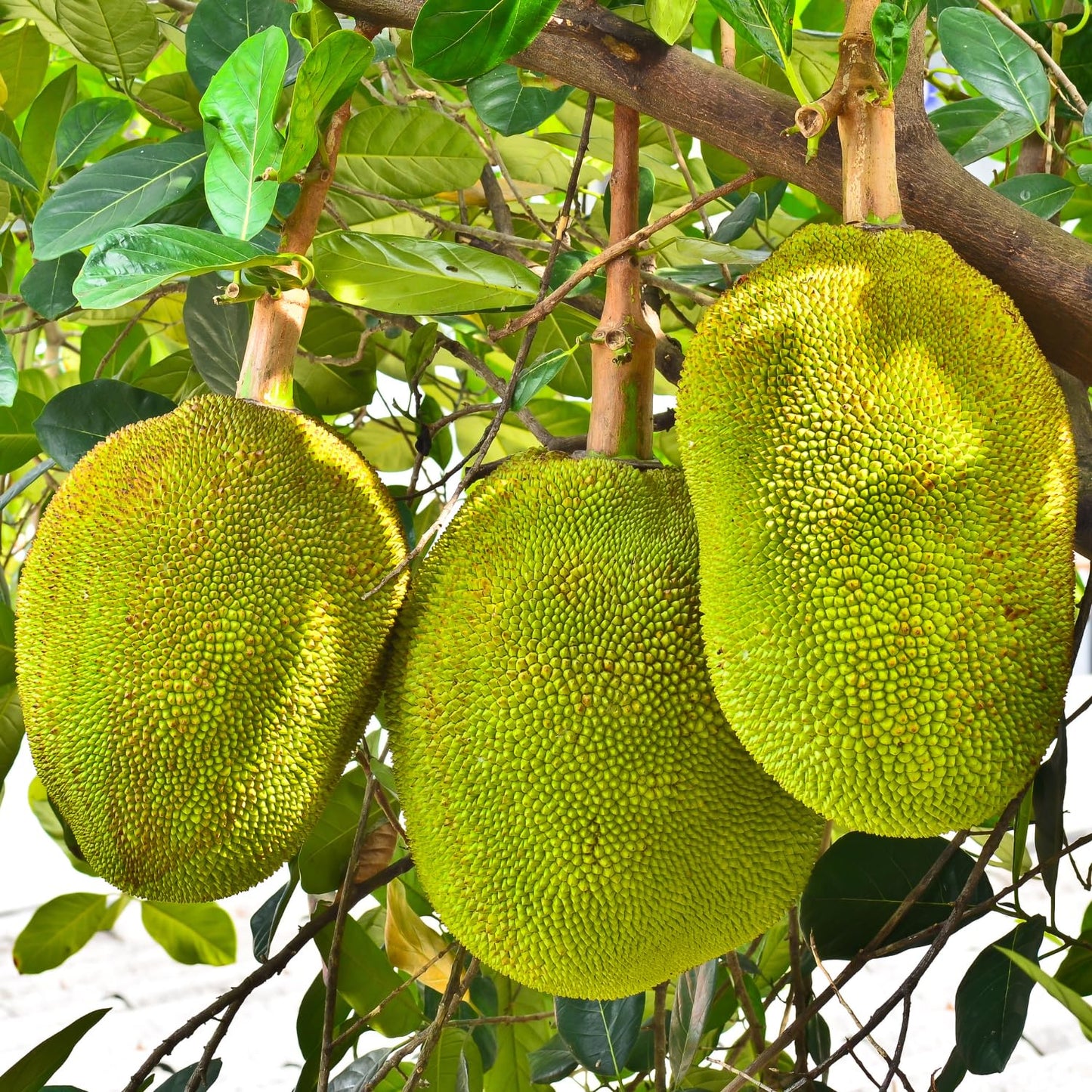 15 Jackfruit Seeds for Planting, Tropical Jackfruit Tree Seeds Indoor Outdoor