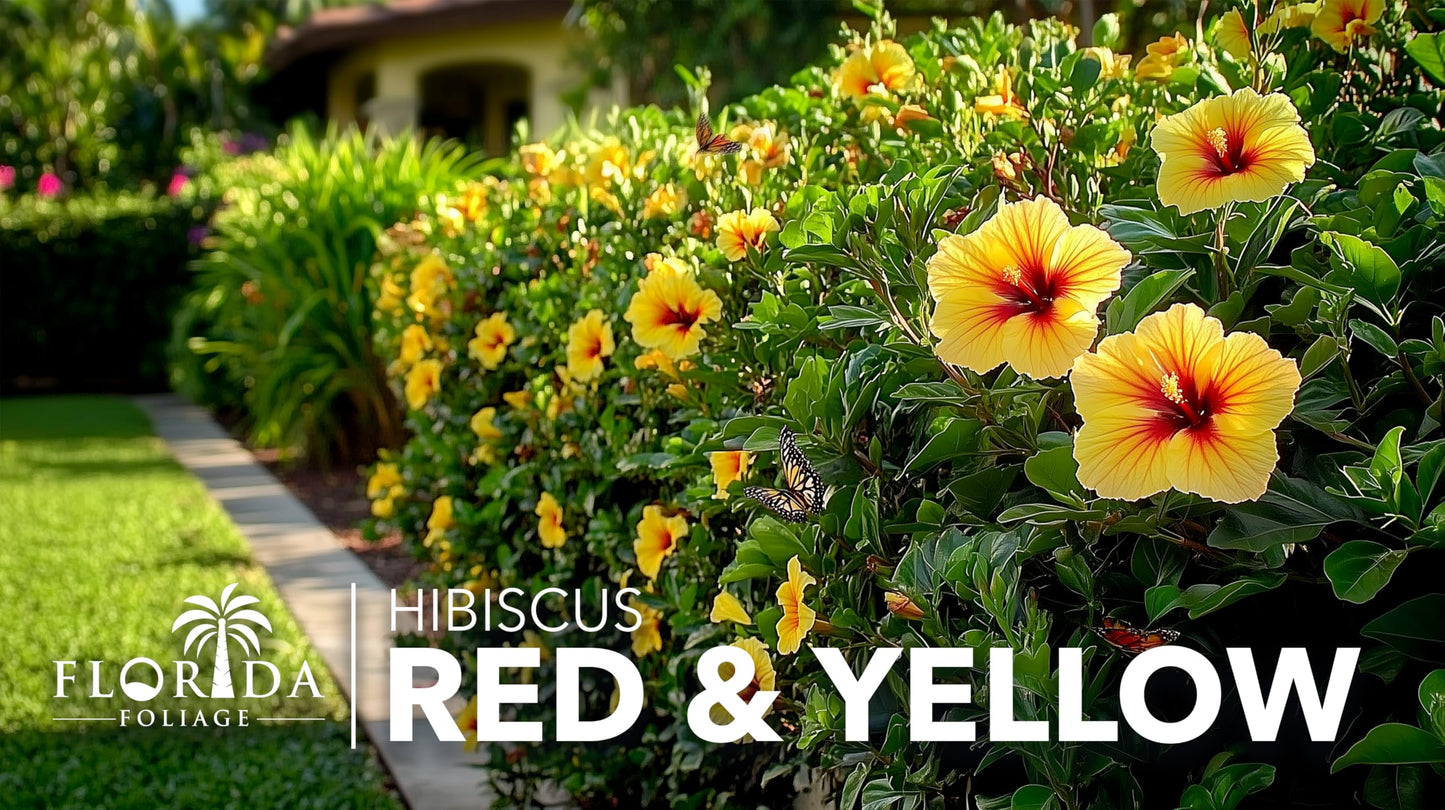 Hibiscus Red & Yellow | 3 Live Plants | Hibiscus Rosa-Sinensis | Vibrant Blooms | Garden Favorites