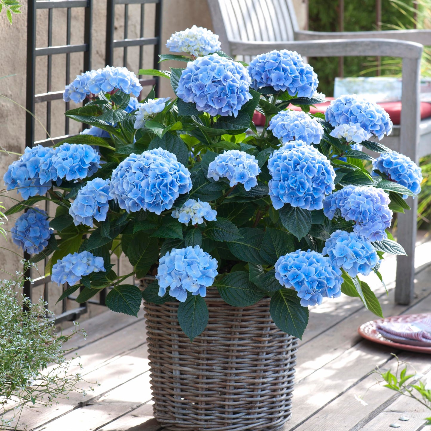 Garden State Bulb Nikko Blue Hydrangea Shrub, Bare Root, Spring Planting (Bag of 2)