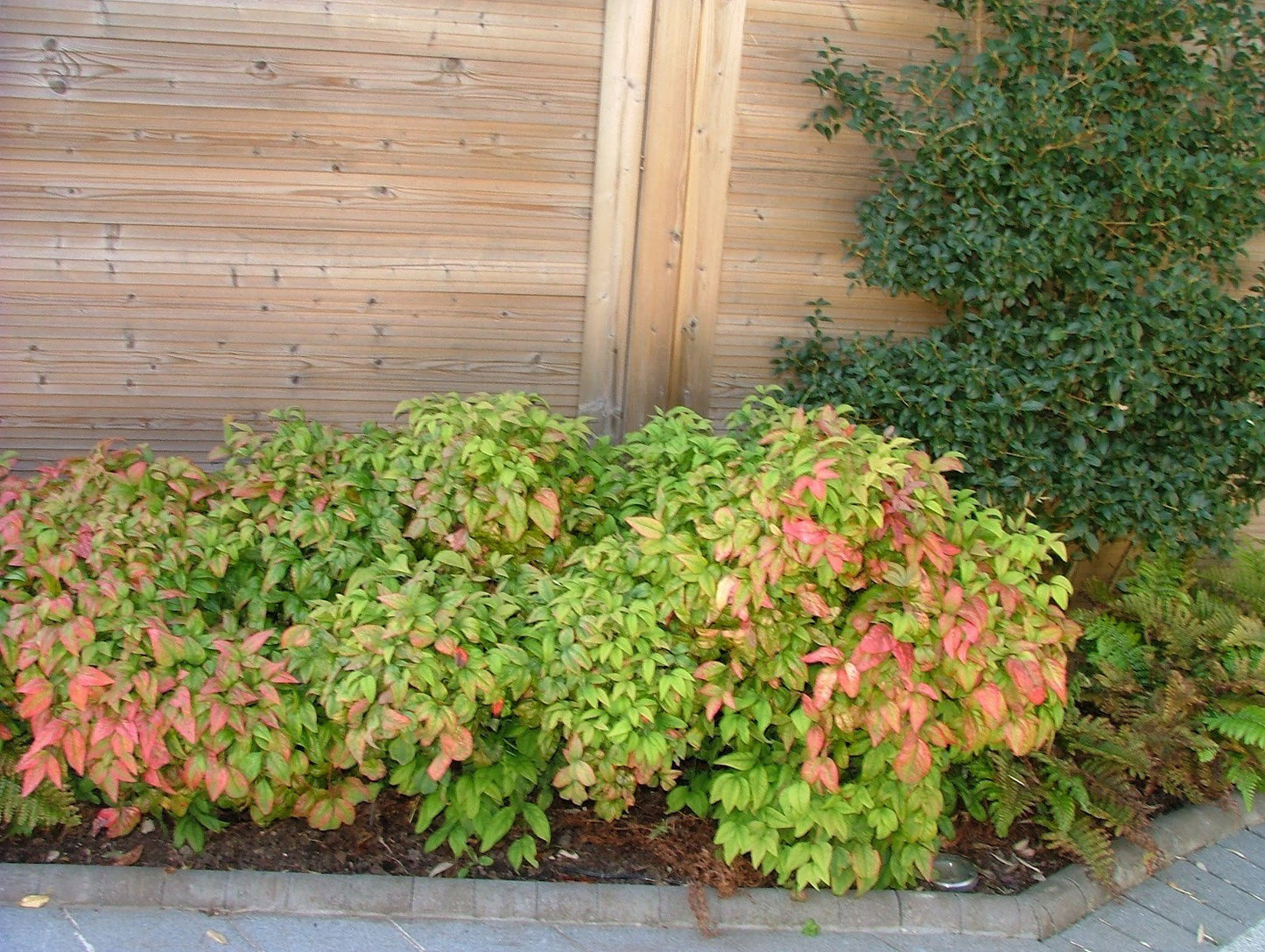 Firepower (Dwarf) Nandina Heavenly Bamboo - Live Plant - (2.5 QT)