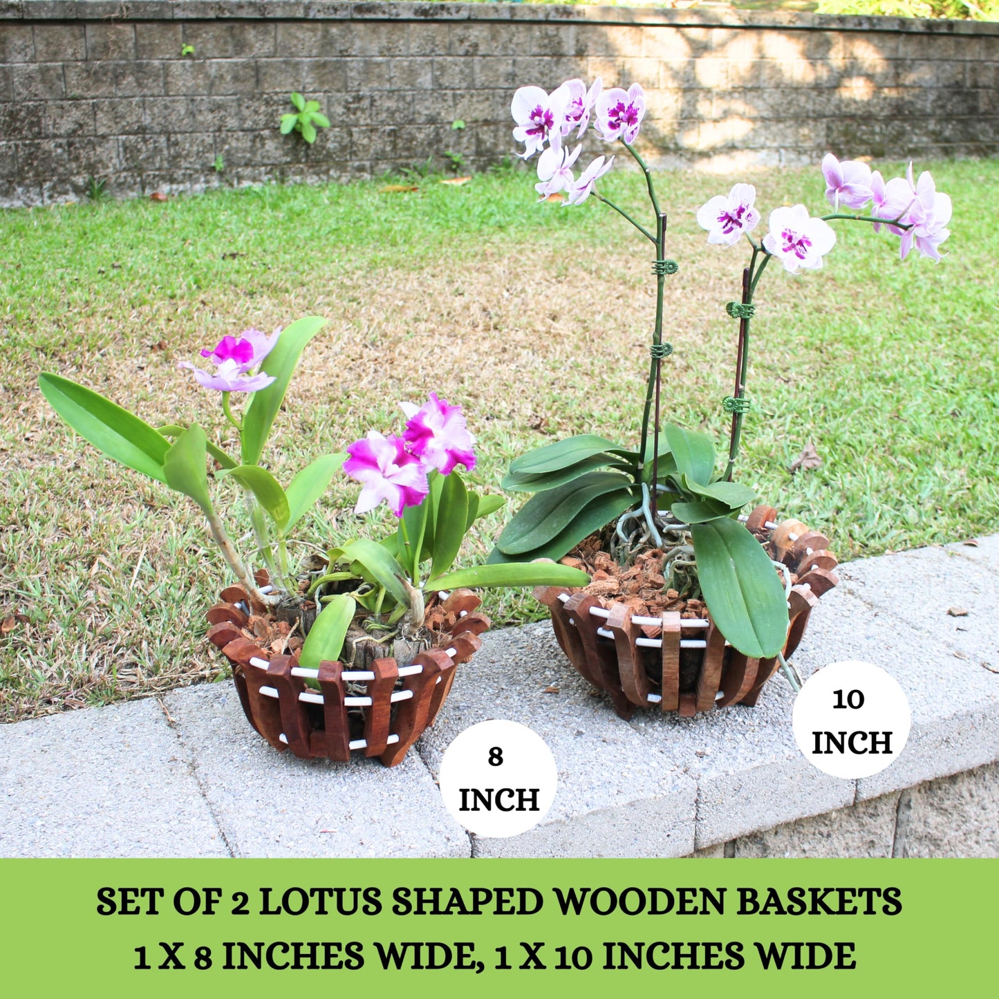 DESQUIGGLE 2 Rustic Specialist Orchid Baskets with Hangers for Outdoors, Lotus Flower Shape, 1 is 10 Inches Wide, 1 is 8 Inches, Orchid Tree Hanger