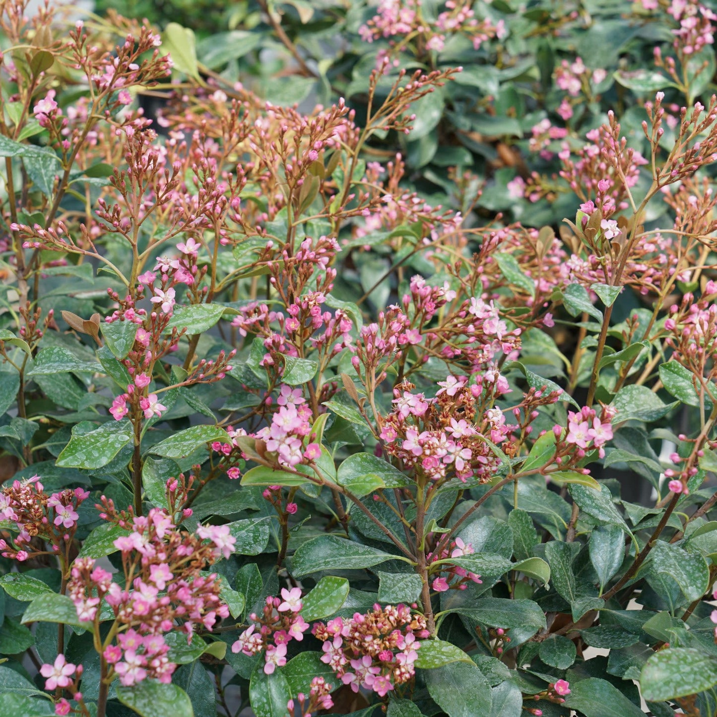 Proven Winners La Vida Grande Indian Hawthorn (Rhaphiolepis Indica) Live Plant, 4.5" Qt