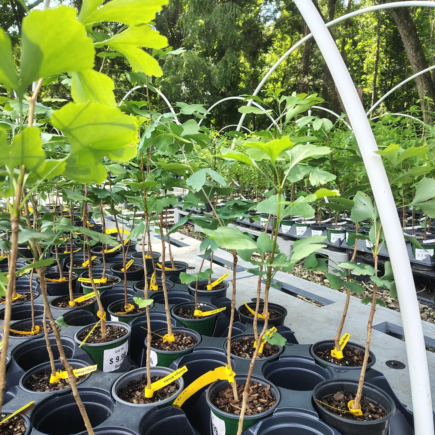 Live Plant - Ginkgo Biloba Tree (Maidenhair) - Live Plant - (1 Qt)