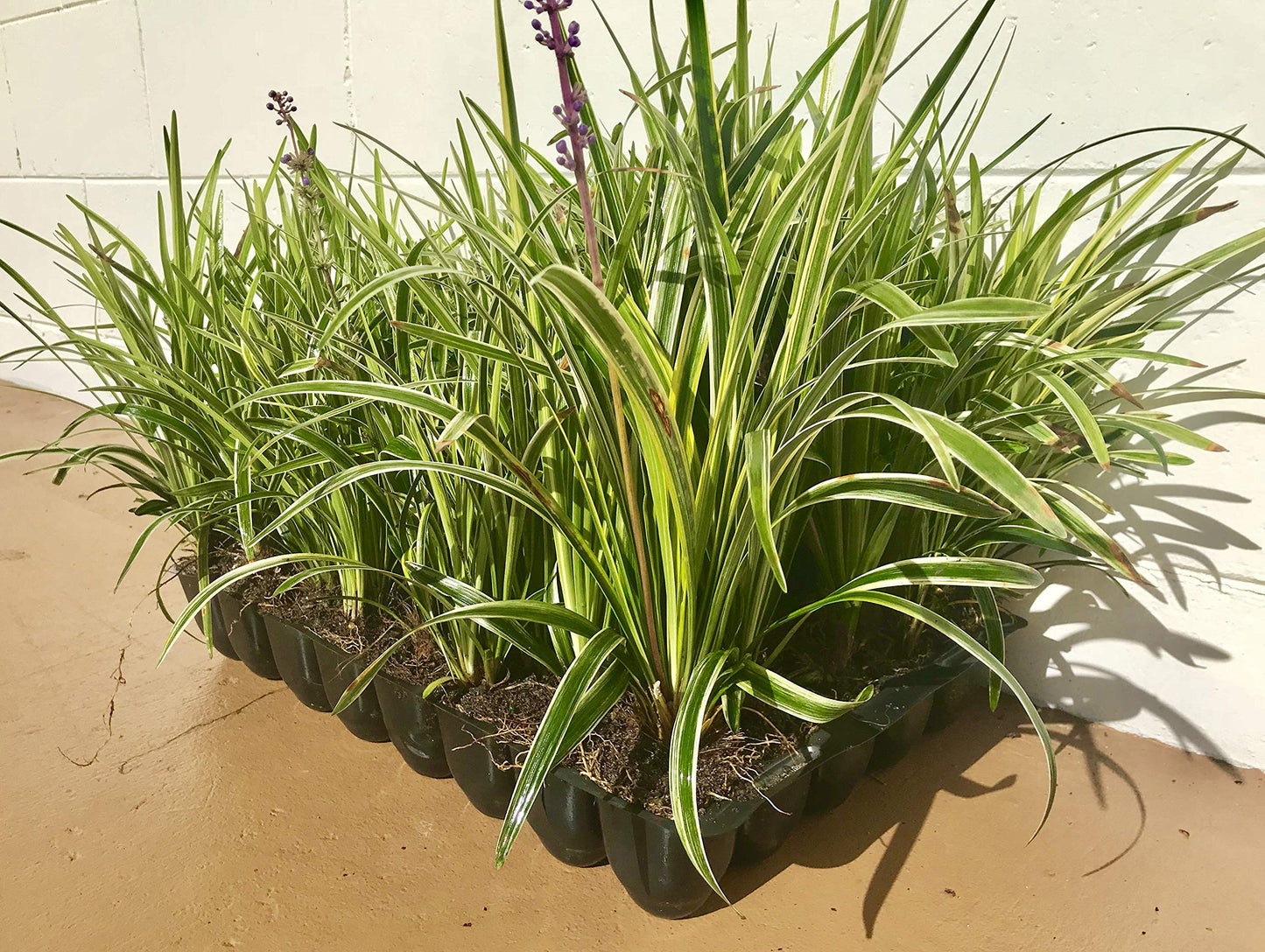 18 Pack - Liriope 'Variegated' Grass