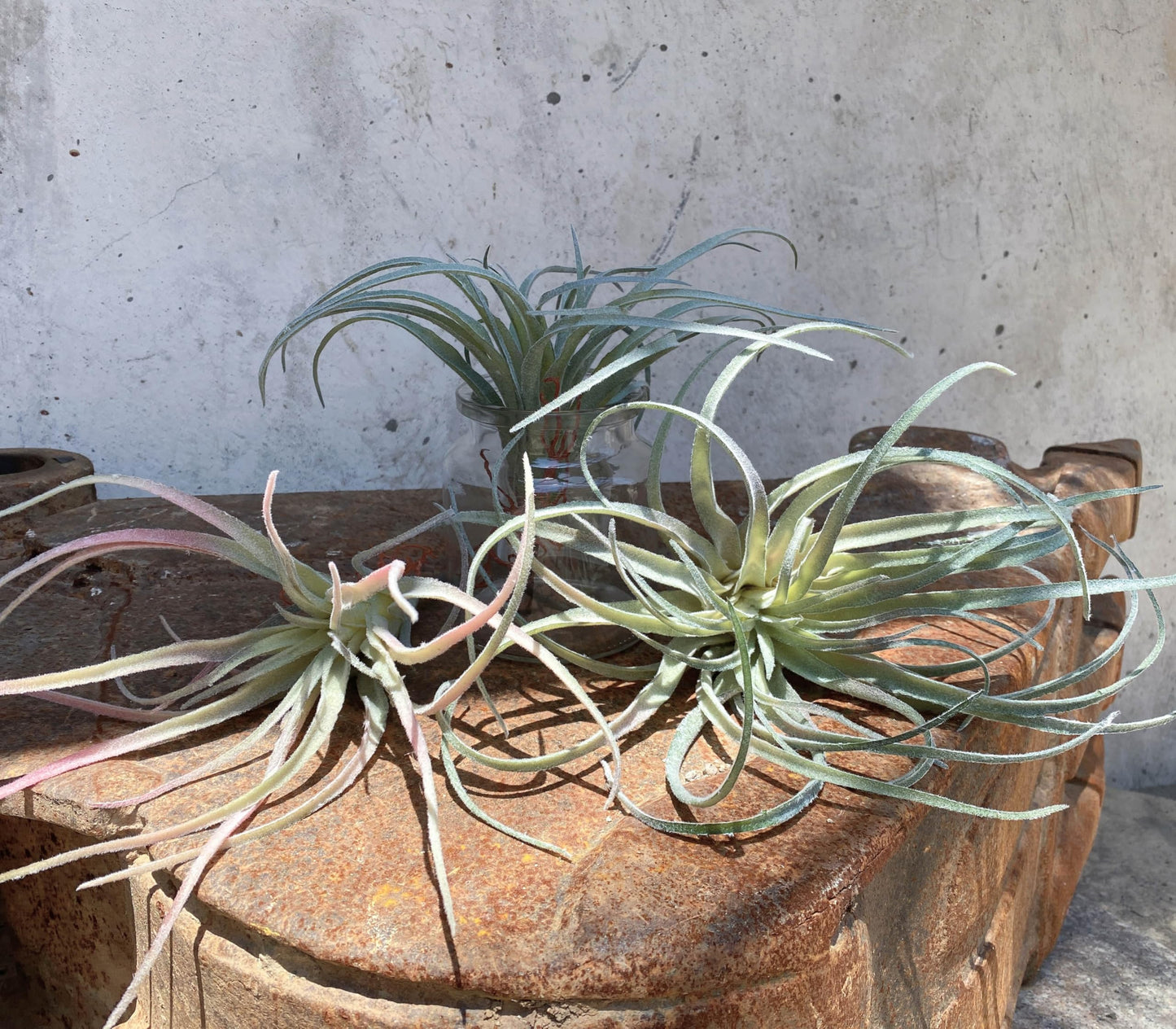 Casktcom® Extra Large Artificial Air Plants – Set of 3 Faux Tillandsia Bromeliads，Fake Succulent Plants – No Care Needed