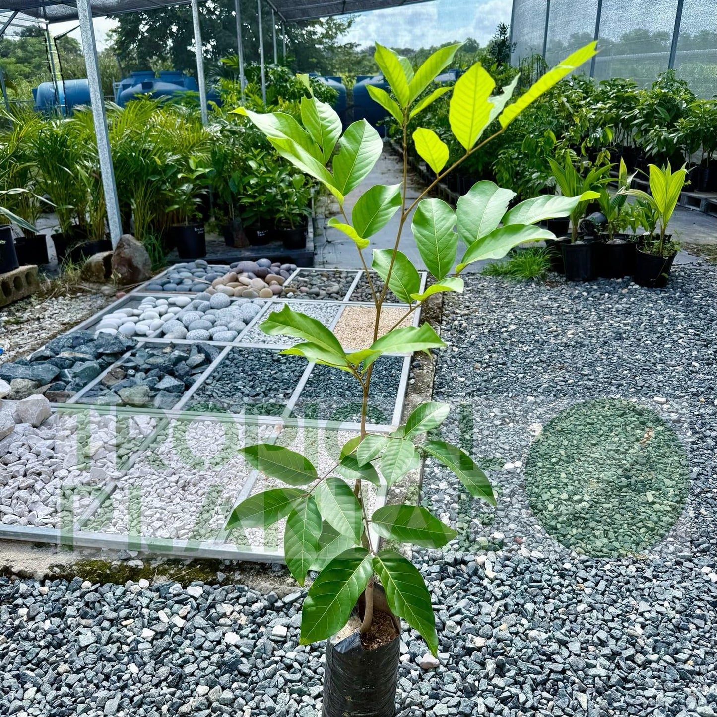 Grafted Red Rambután (Nephelium lappaceum) Exotic Fruit Live Tree 2'-3' feet talll Tropical Plantae (3'-4' feet Tall)
