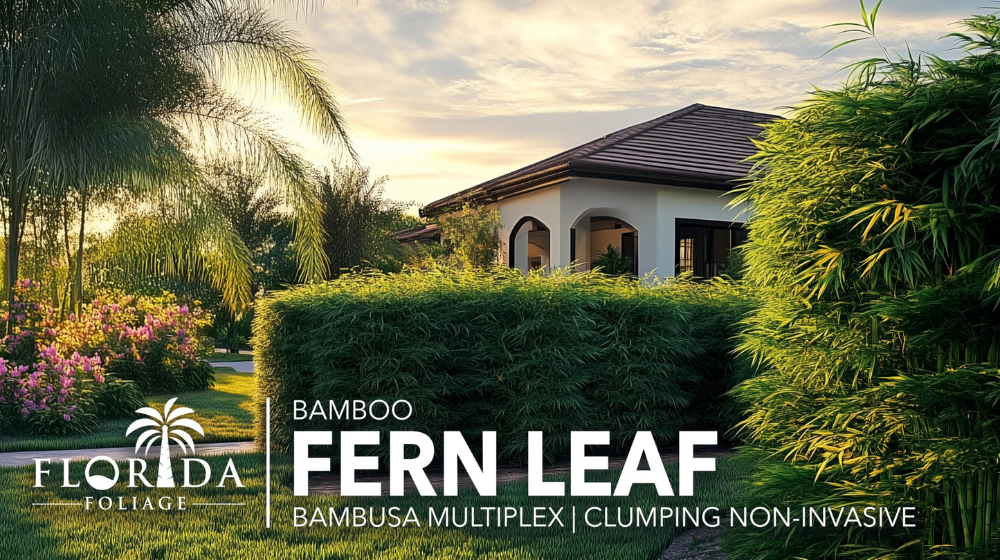 Fernleaf Bamboo | 3 Extra Large Trade 3 Gallon Plants | Bambusa multiplex | Clumping Bamboo Privacy Screens | Fast Growing Ornamental Hedge Gardens Walkways Borders Landscapes Foundation Accent Use