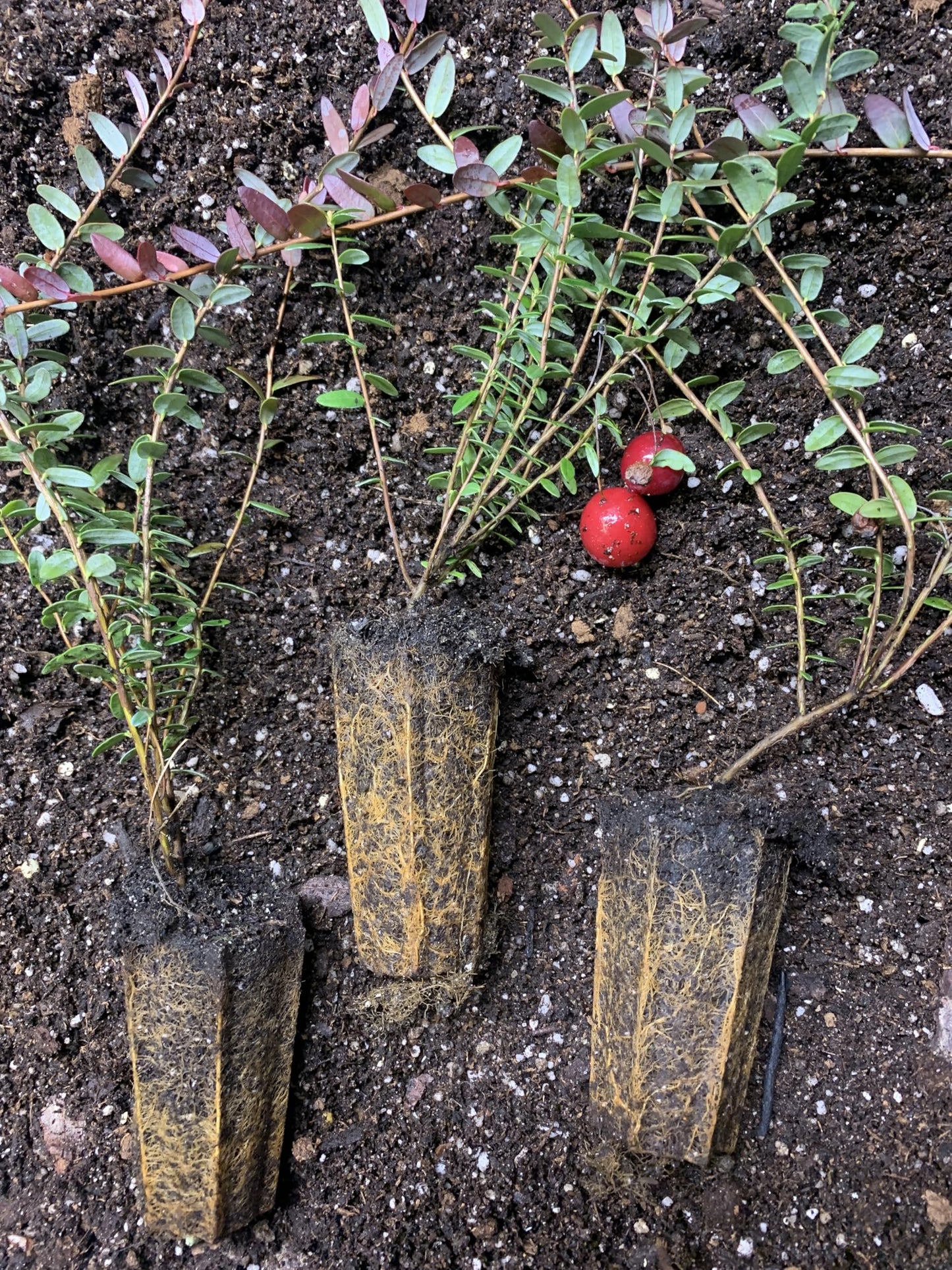 1 Plant Pilgrim Cranberry (Vaccinium Macrocarpon) 1 Year Old