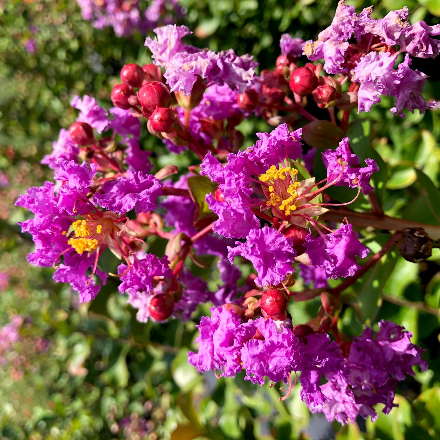 Crape Myrtle Twilight | 1 Extra Large Trade 3 Gallon Plant | Lagerstroemia Indica 'Twilight' | Vibrant Blooms | Drought Tolerant