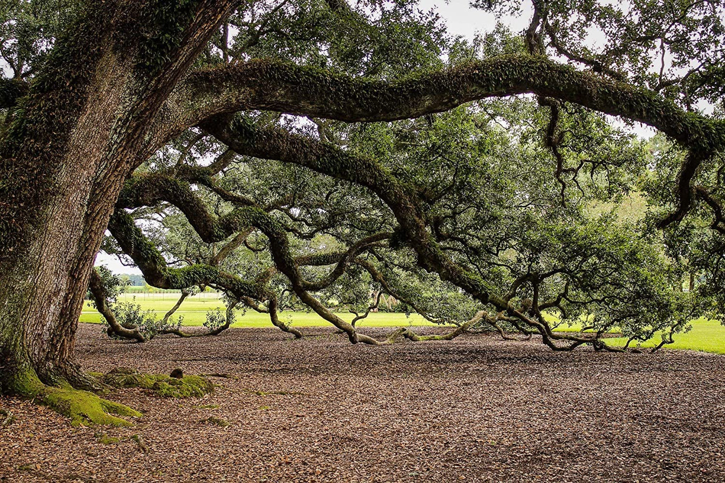 Southern Live Oak Tree | Quercus Virginiana | 10 Live Plants | Durable Picturesque Shade Tree | Dark Green Foliage