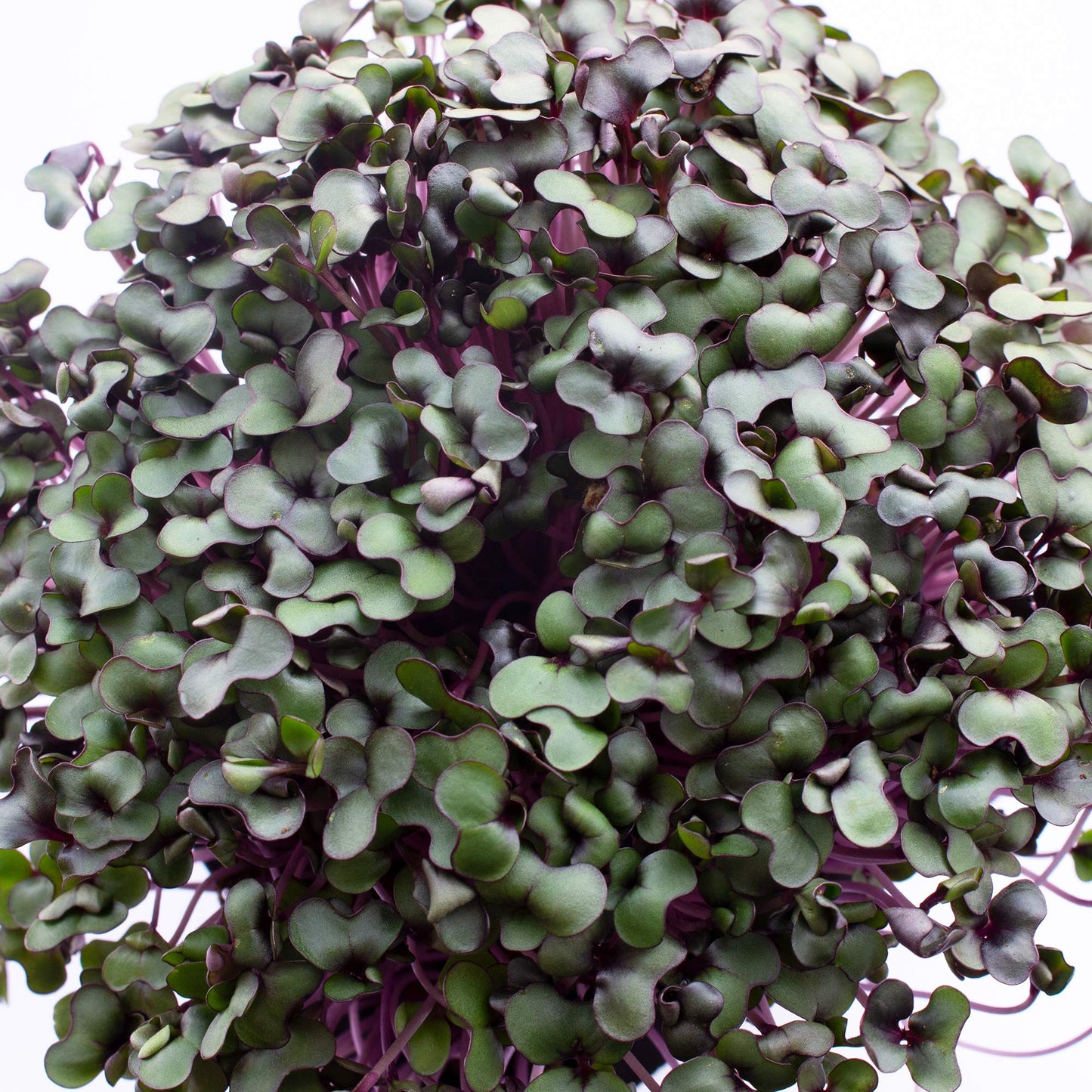 Red Cabbage Microgreens Seeds - 1 Lb ~108,800 Seeds - High Germination, Premium Non-GMO Seed for Growing Red Cabbage Micro Greens