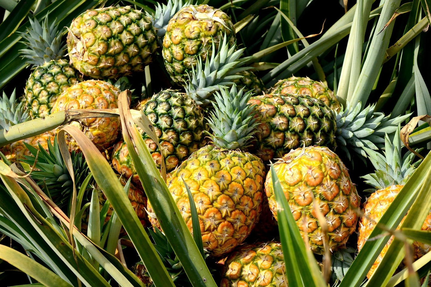 New 100 pcs Pineapple Fruit Seeds Generic