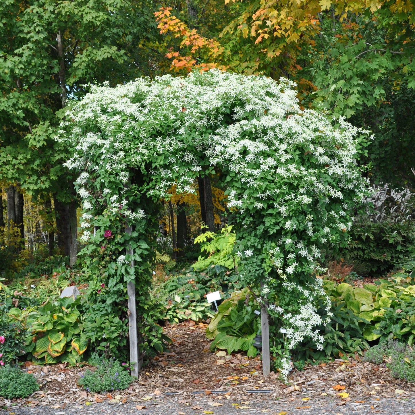 Clematis terniflora 'Paniculata', Sweet Autumn Clematis, Flowering Plant, Climbing Vine that is a Prolific Bloomer in Late Summer Until Autumn, Container Size: 4.5"