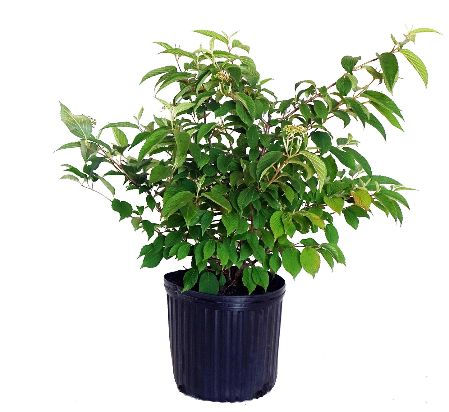 Viburnum p. t. 'Shasta' (Doublefile Viburnum) Shrub, white flowers, #3 - Size Container