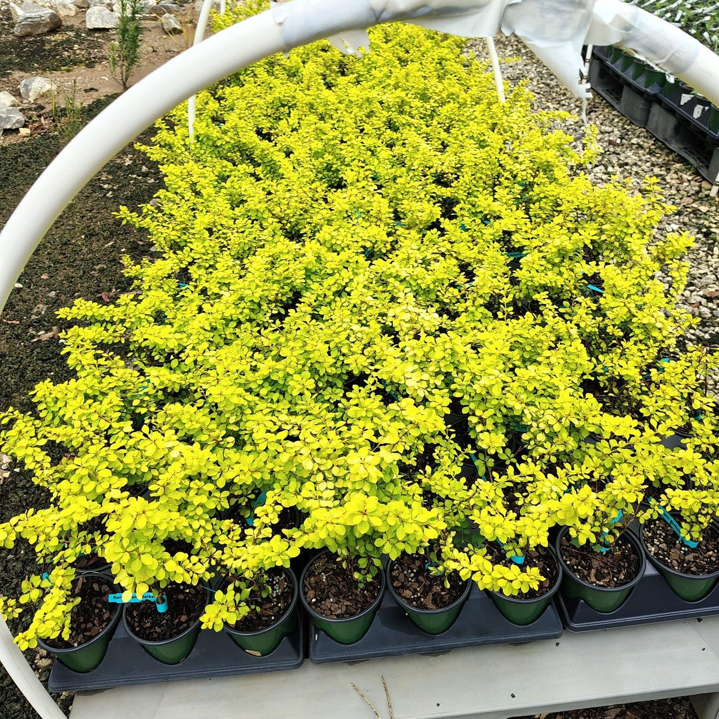 Live Plant - Aurea Golden Japanese Barberry