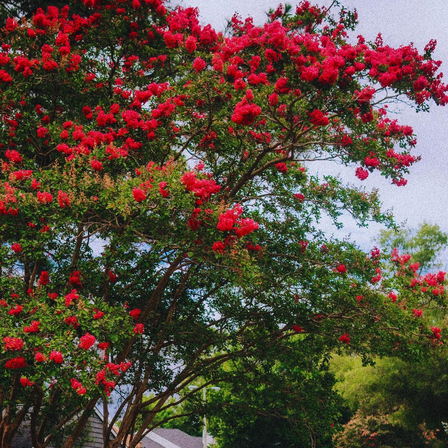 2 Red Rocket Crepe Myrtle, Live Plants (Lagerstroemia Indica) – Vibrant Red Blooms, Thriving in 2.5” Nursery Cubes