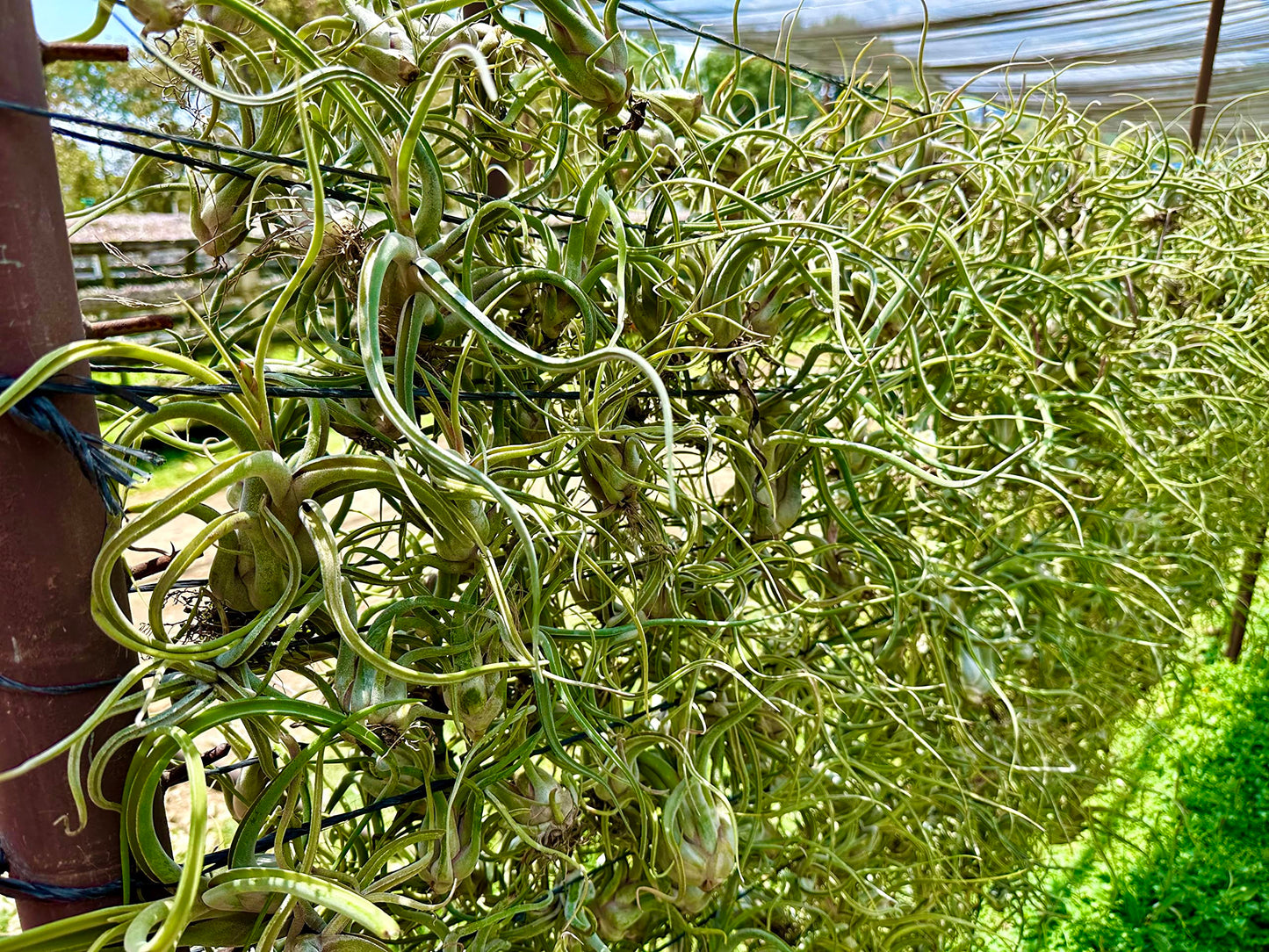 ragnaroc Air Plants - Flowering Tillandsia Caput Medusae, Large 5-7" - 2ct - Live Arrival Guaranteed - House Plants for Home Decor & Gift