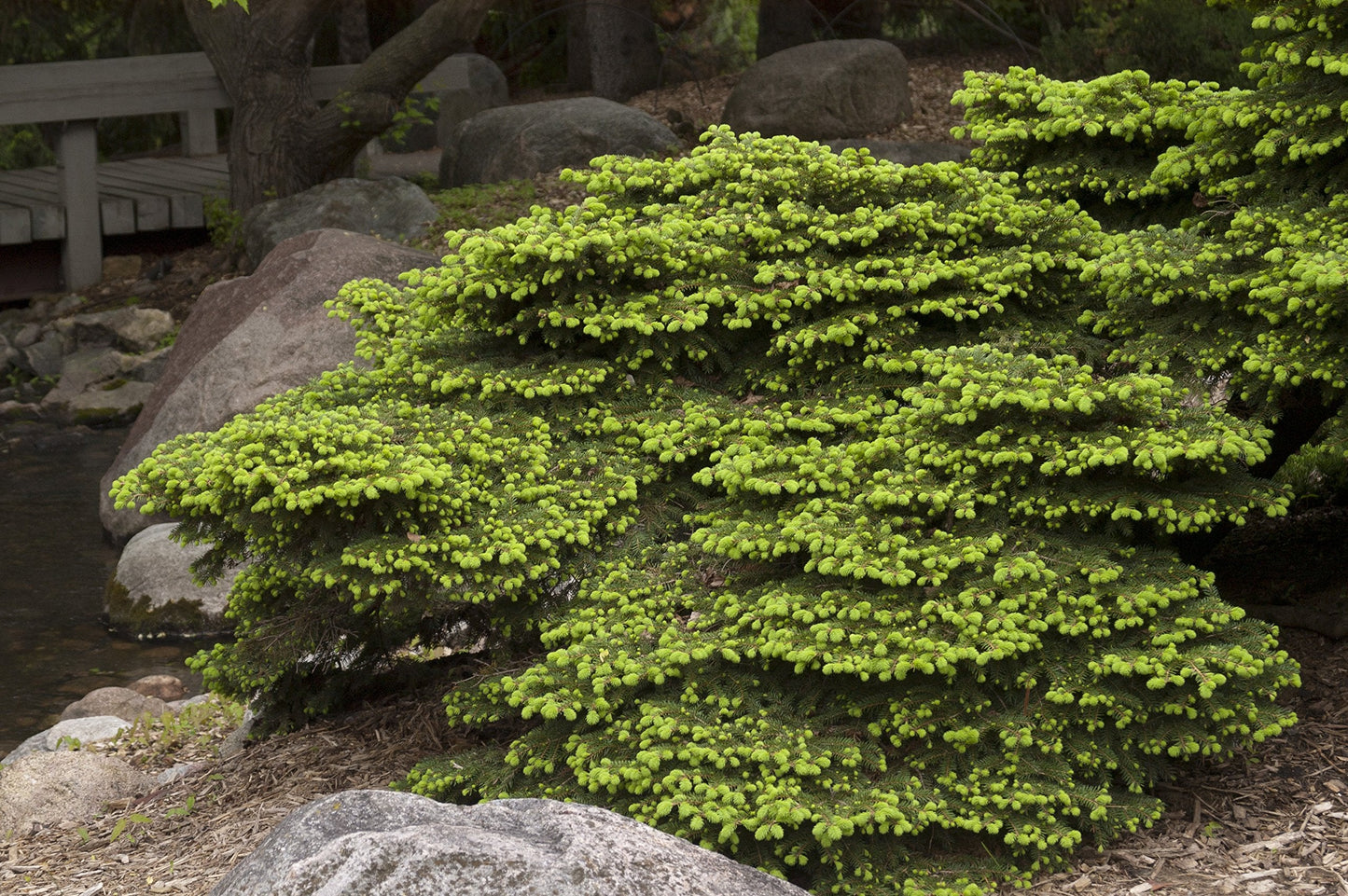 Picea abies 'Nidiformis' (Birds Nest Spruce) Evergreen, #3 - Size Container