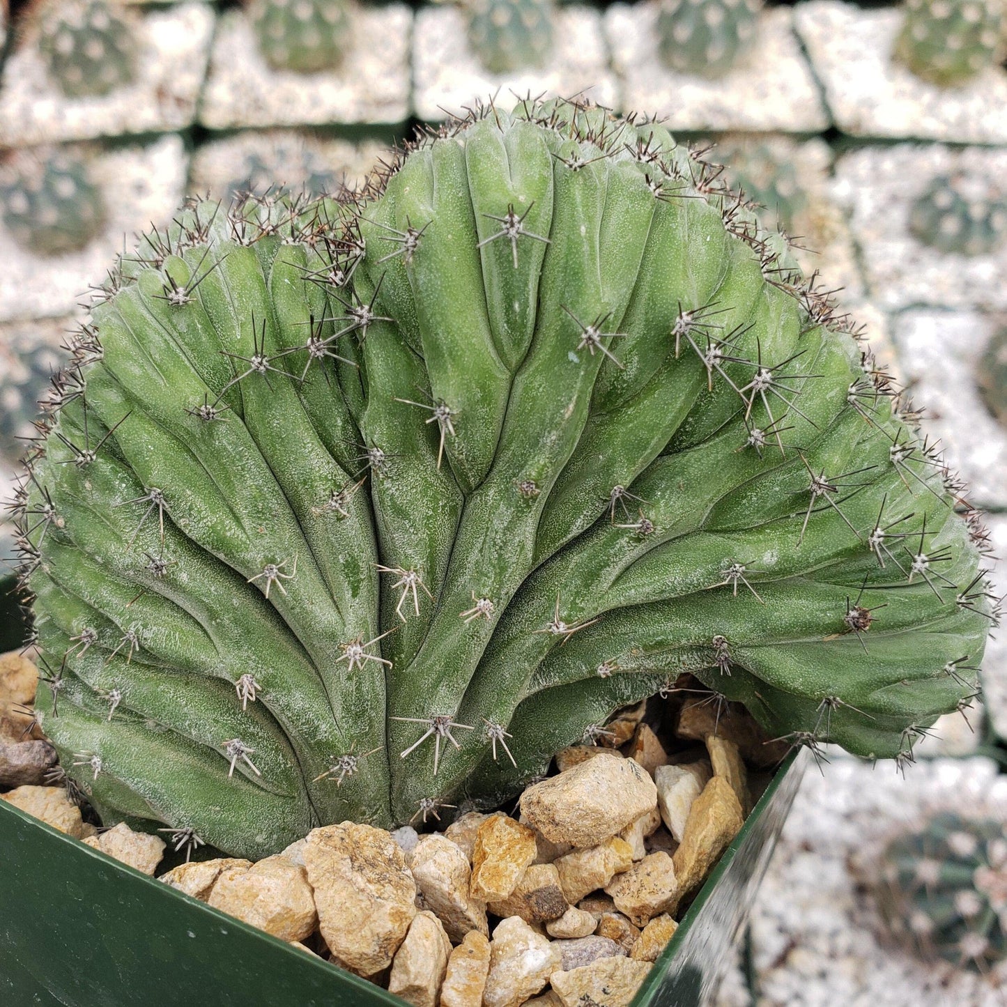 polaskia chichipe crestata Cacti Cactus Succulent Real Live Plant