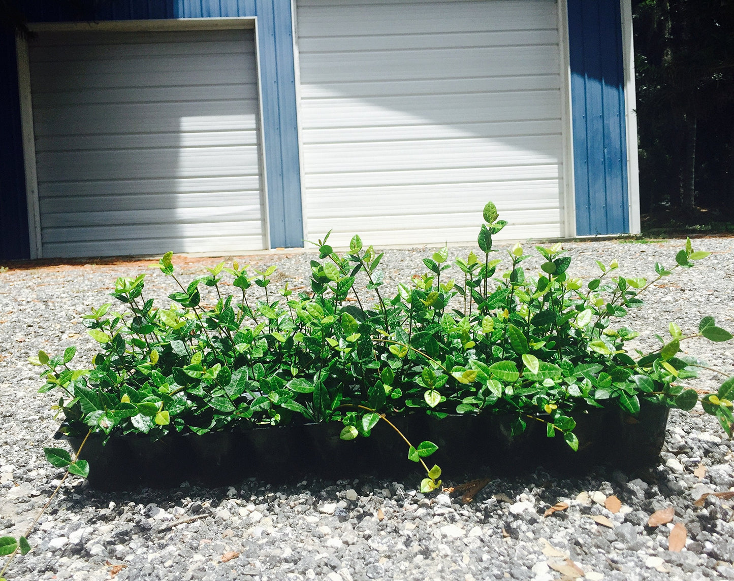 Asiatic Jasmine Minima - 30 Live Plants - Low Maintenance Evergreen Ground Cover