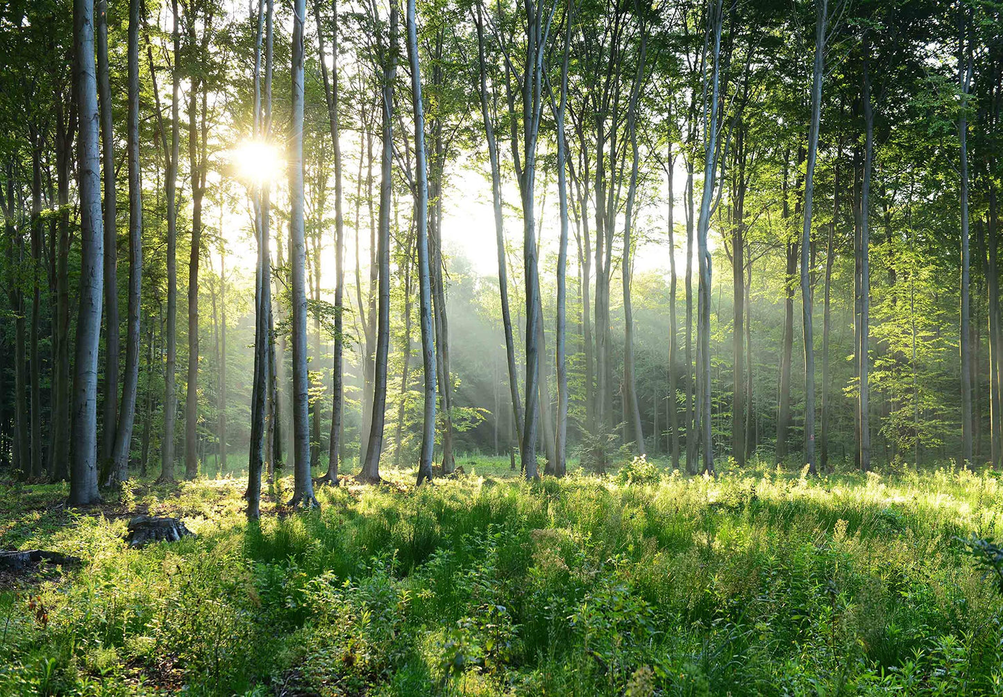 Reyhui Sunshine Forest Mural Wallpaper Landscape Tree Wallpaper Large Nature Scenery Wall Mural for Living Room (not self-Adhesive)
