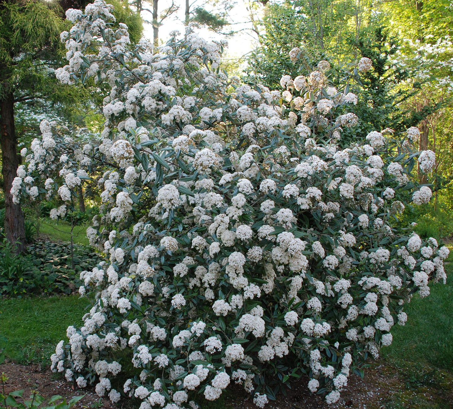 Two Pack of Pragense Viburnum - 2 Live Plants Shipped 2 to 3 Feet Tall by DAS Farms