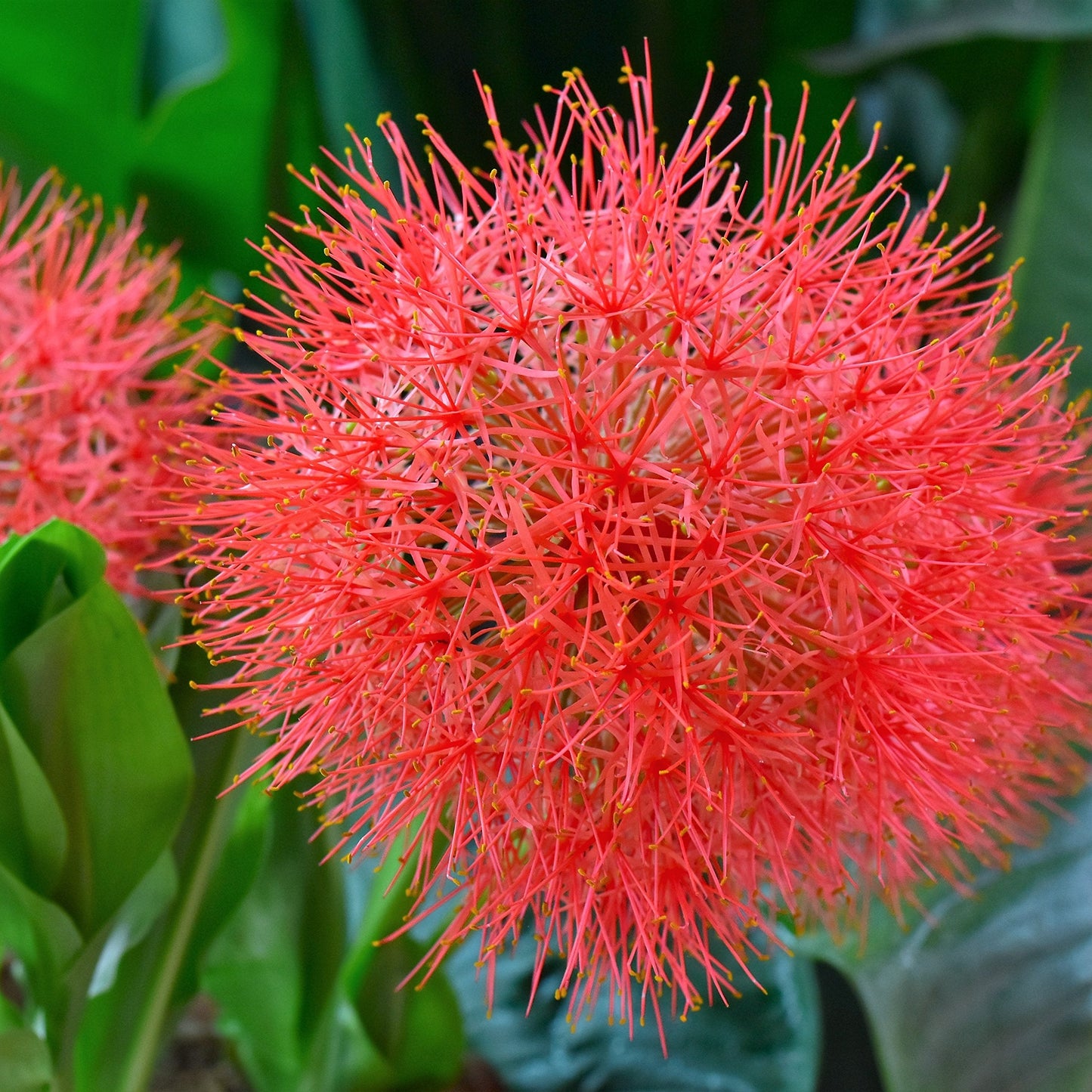Easy to Grow Red 'African Blood Lily' Plant Bulbs (3 Pack) - Beautiful Uncommon Red Flowering Blooms in Summer Gardens