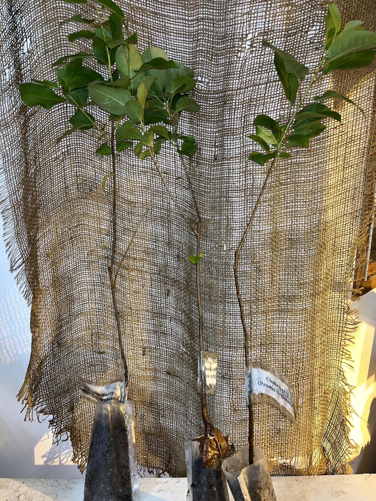 12-24” Tall Chokecherry Prunus virginiana, 1-2 Year Old Bare Root Plant