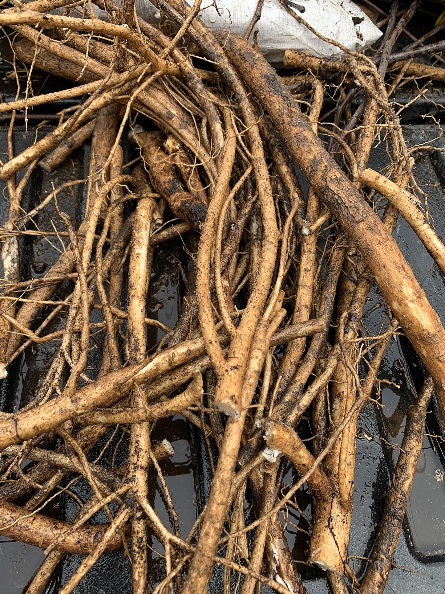3 Root Scion cuttings of Aralia spinosa Tree, Devil's Walkingstick Rare Exotic Hardy